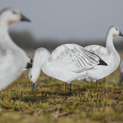 V2 Juvie Goose Silhouettes