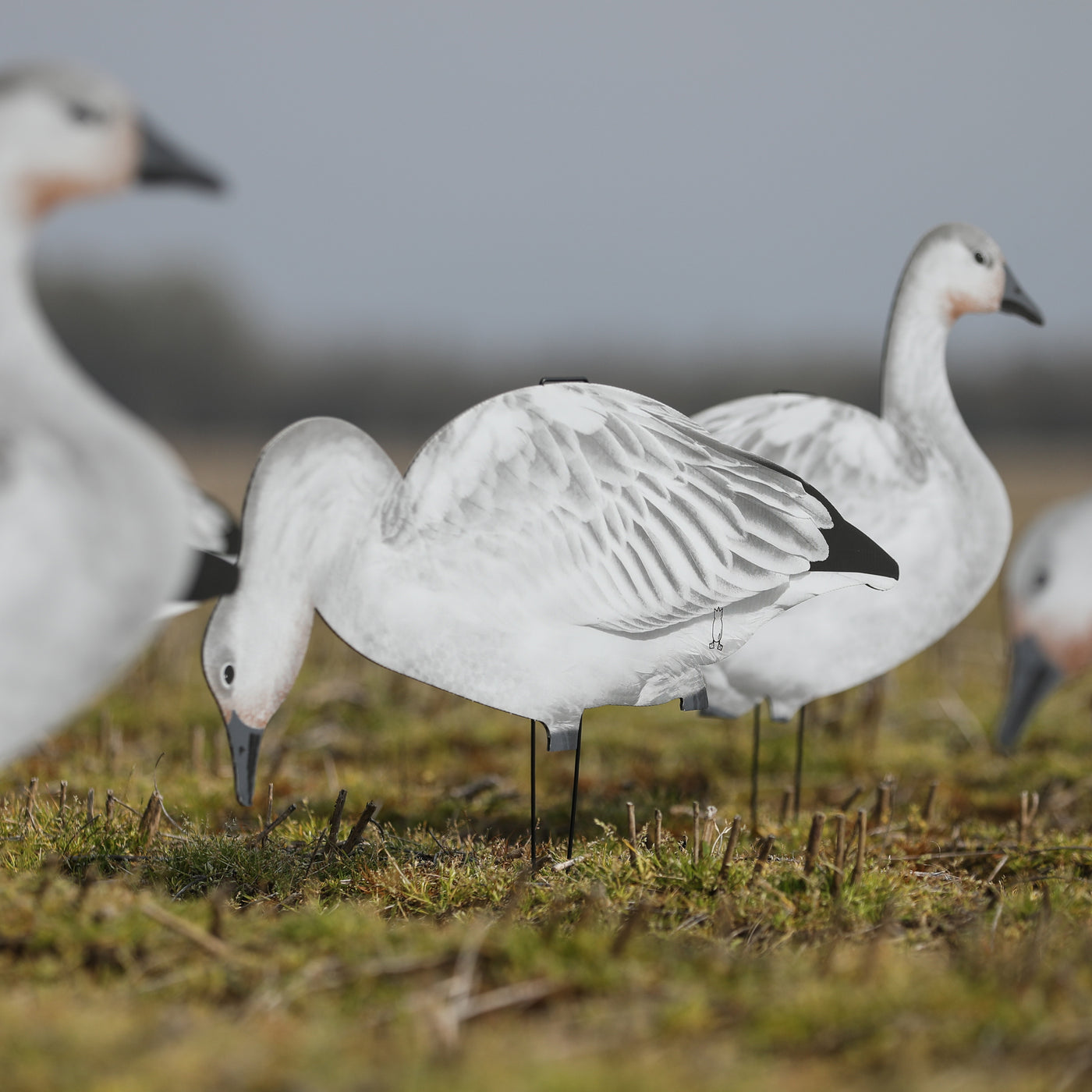 V2 Juvie Goose Silhouettes