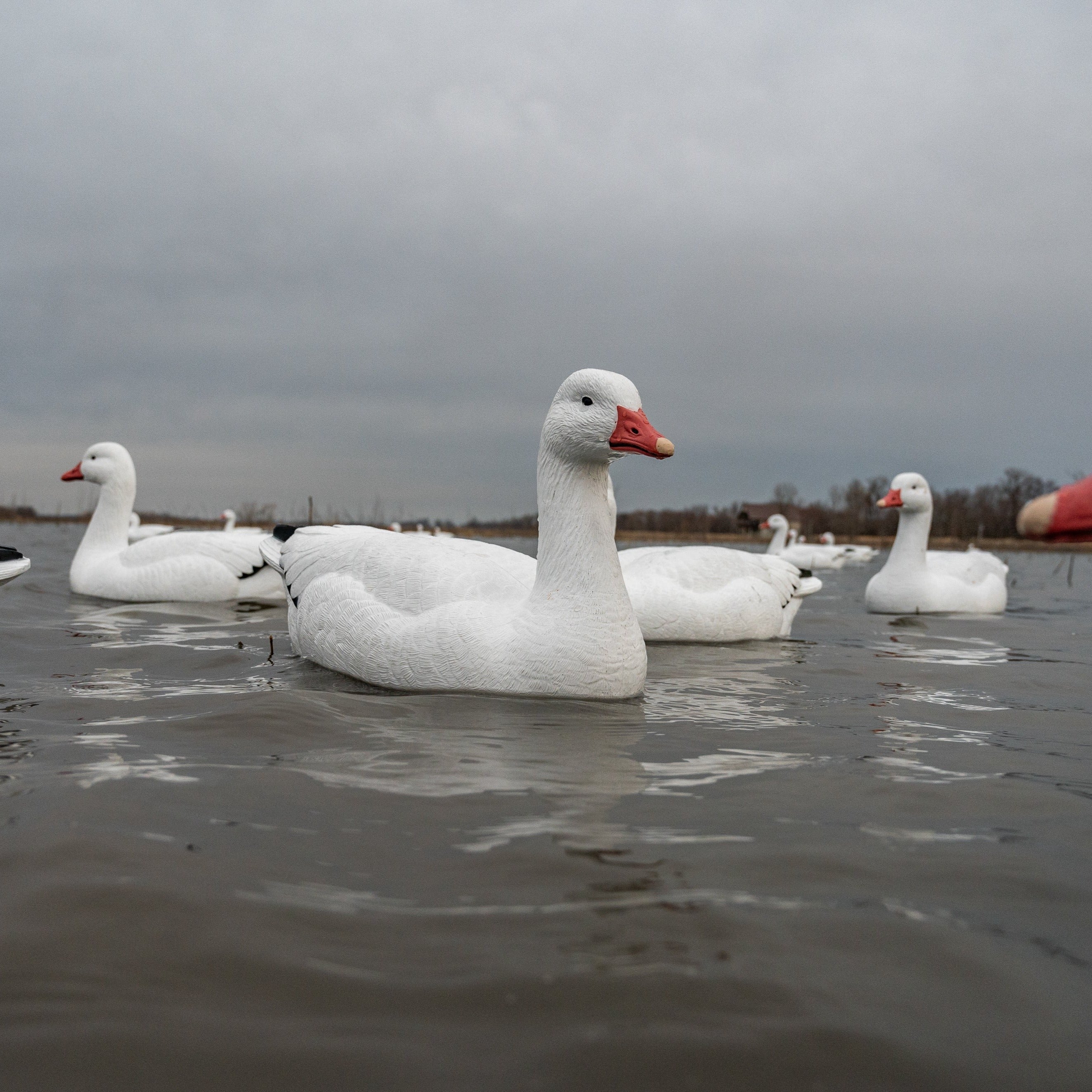 Snow Goose Floaters 6-pack
