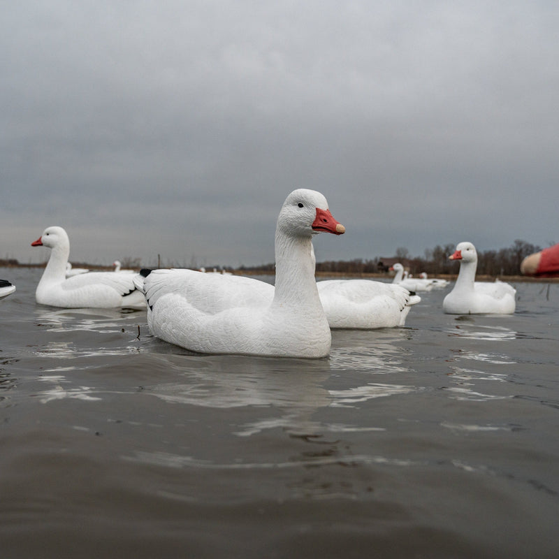 Snow Goose Floaters 6-pack