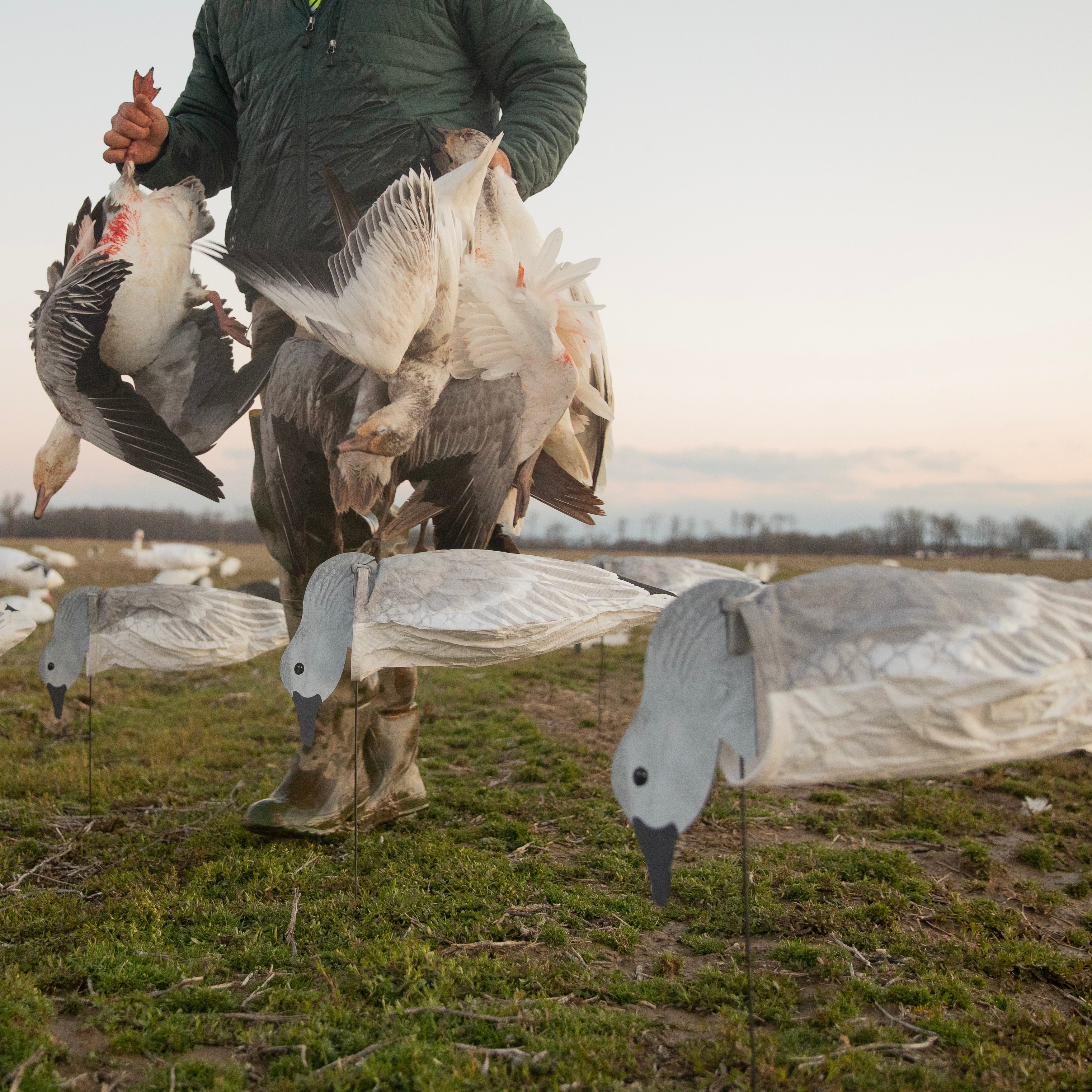 Juvie Goose Socks socks