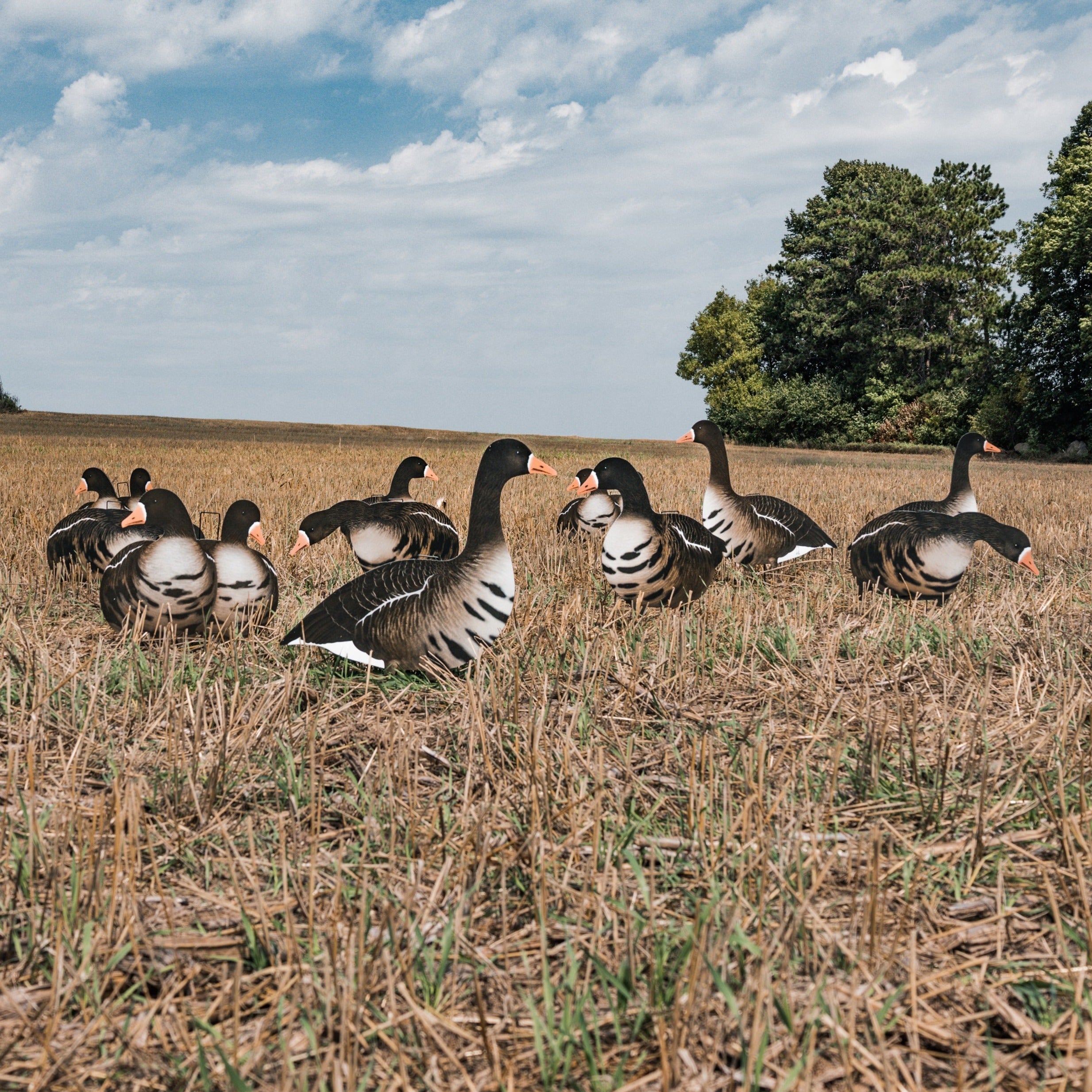 V2AFF Specklebelly Silhouette Geese Decoys Dive Bomb Industries