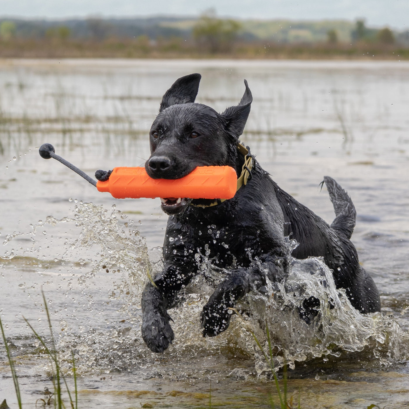 Dog Bumpers