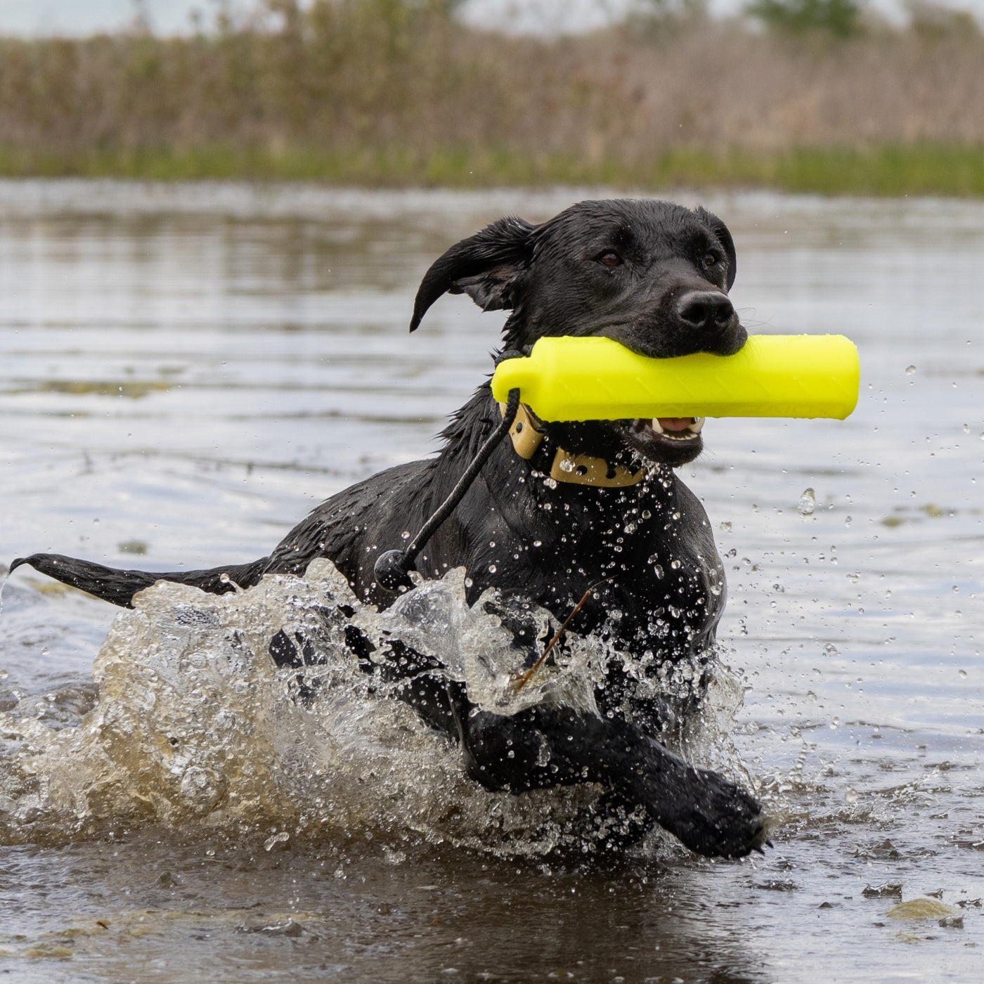 Dog Bumpers