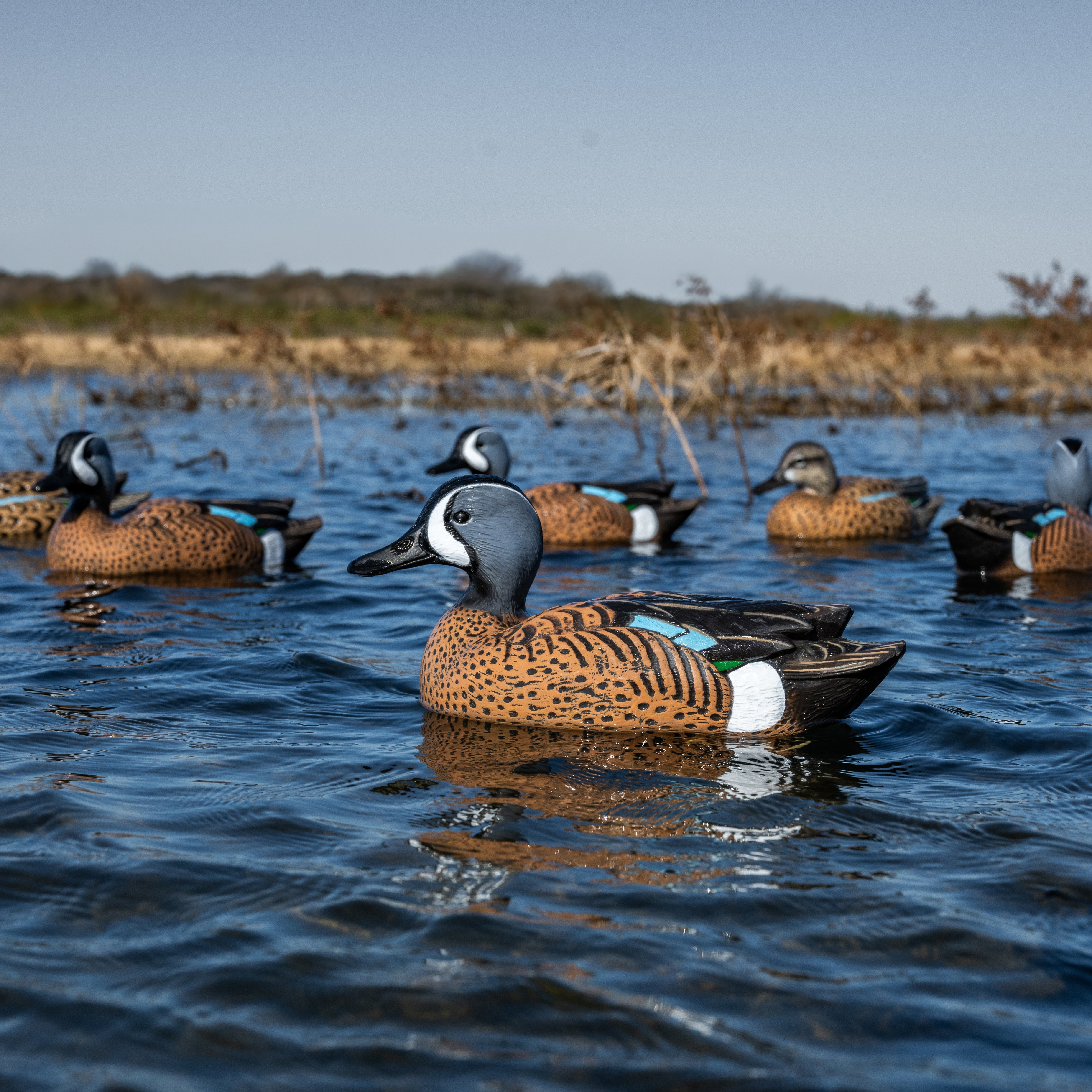 Blue-winged Teal Floaters Floaters