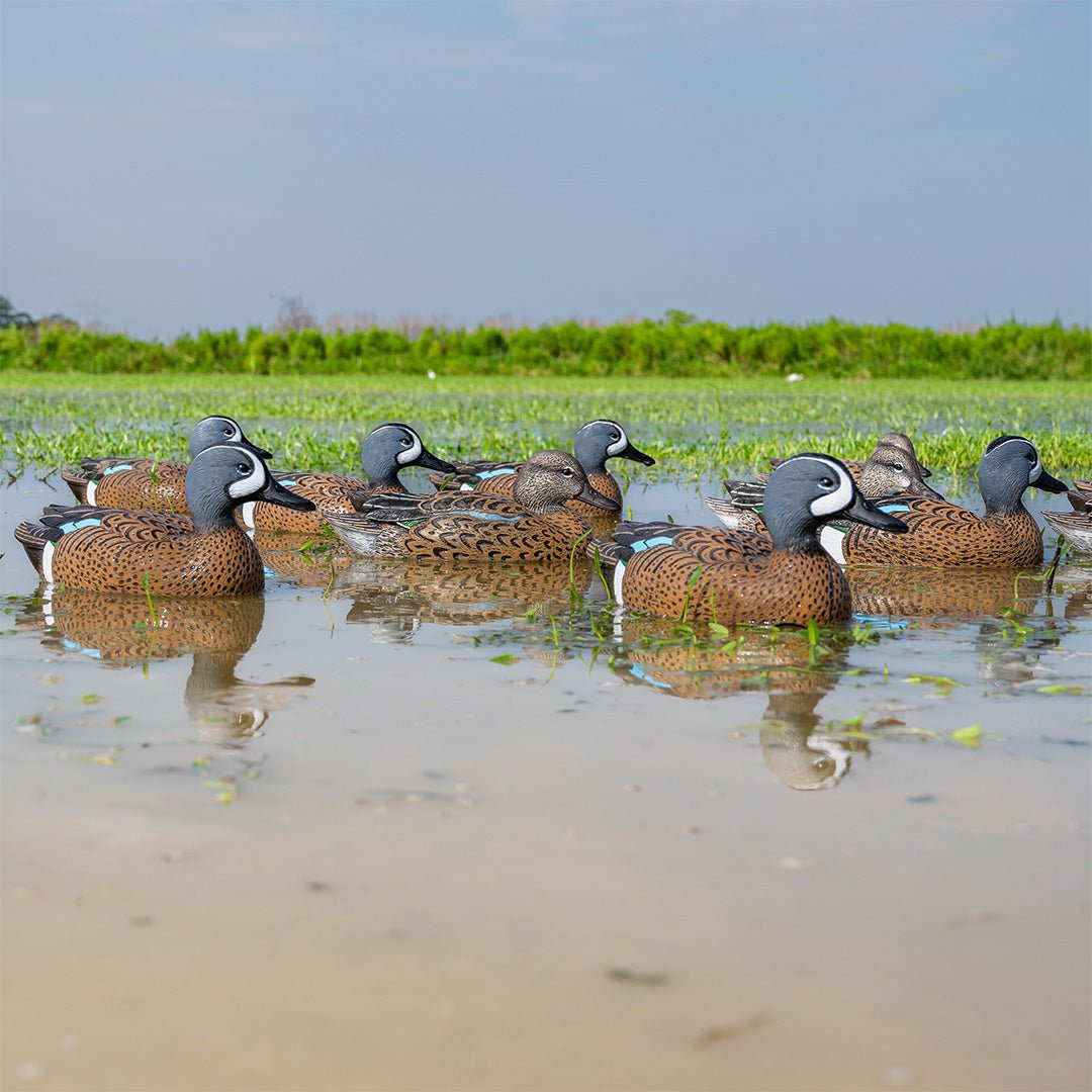 Blue-winged Teal Floaters Floaters