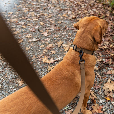 Dog Collar / Leash Combo