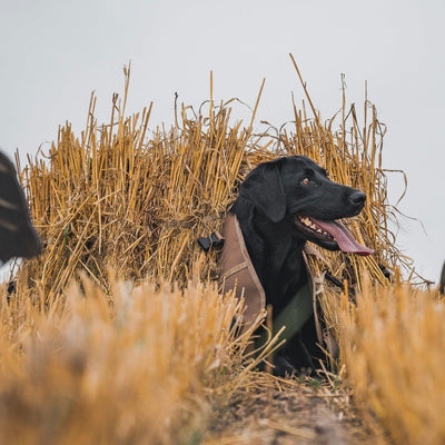 Field Dog Blind