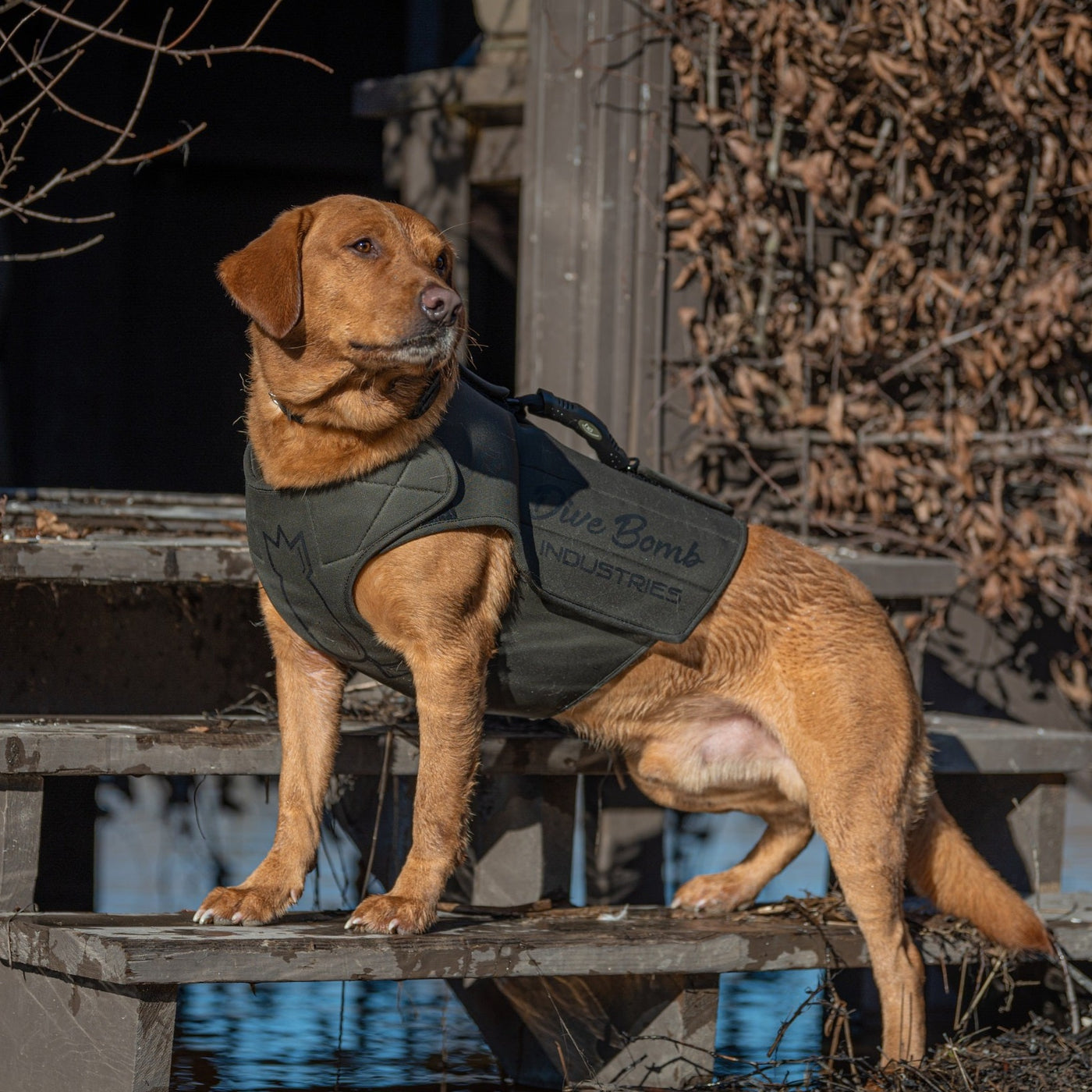 Adjustable Dog Vest