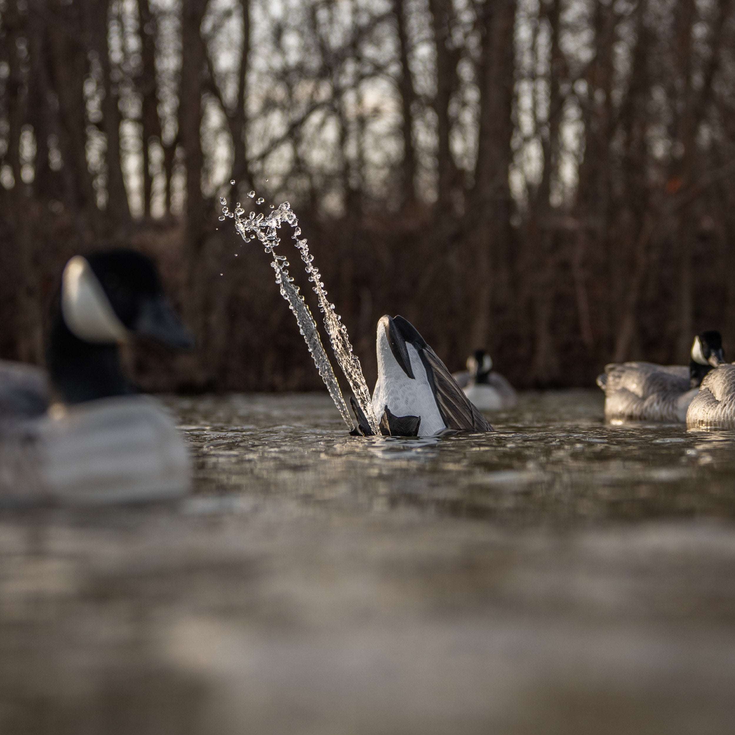 E1 Canada Goose Splasher