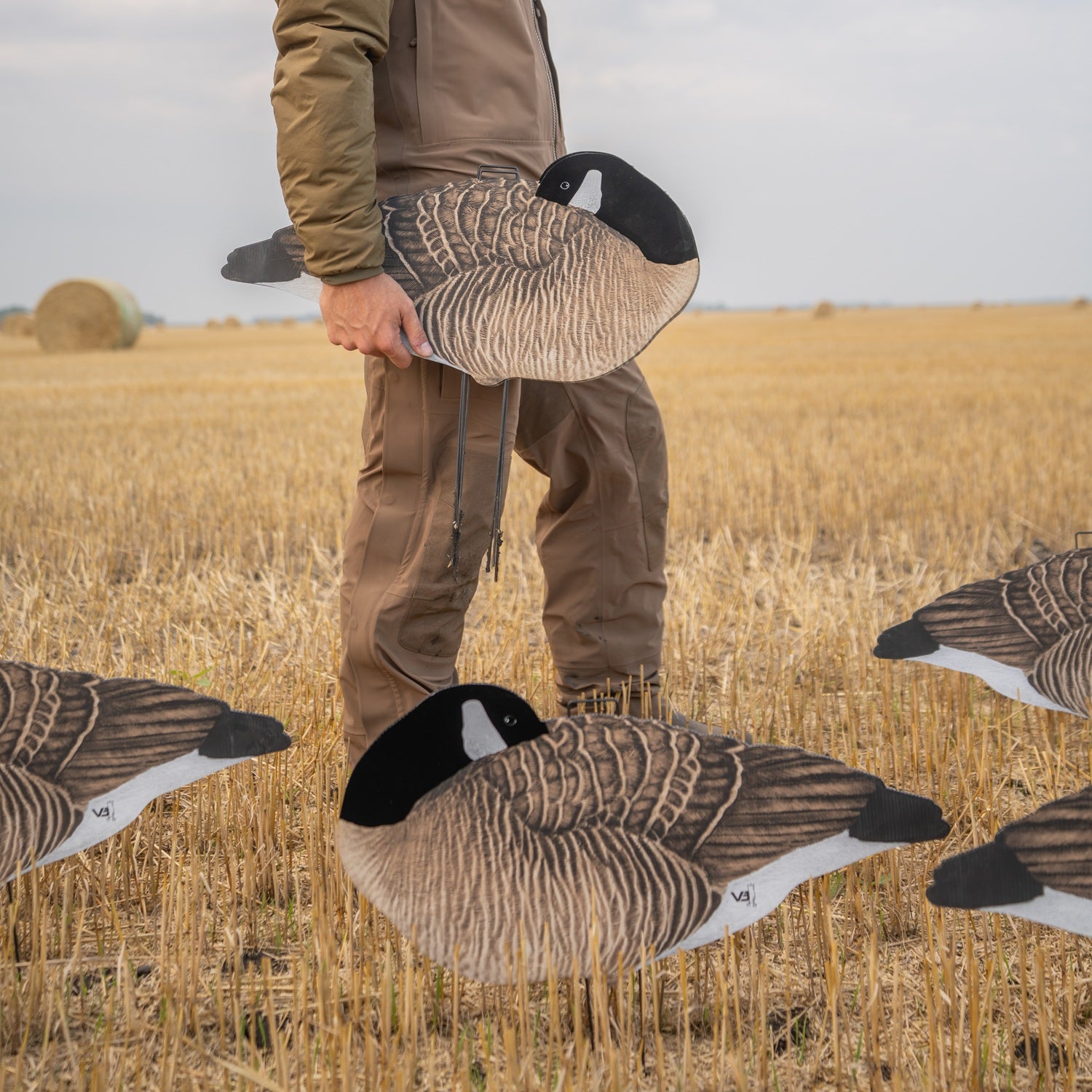 V3F Flocked Sleeper Canada Silhouettes 1 Dozen