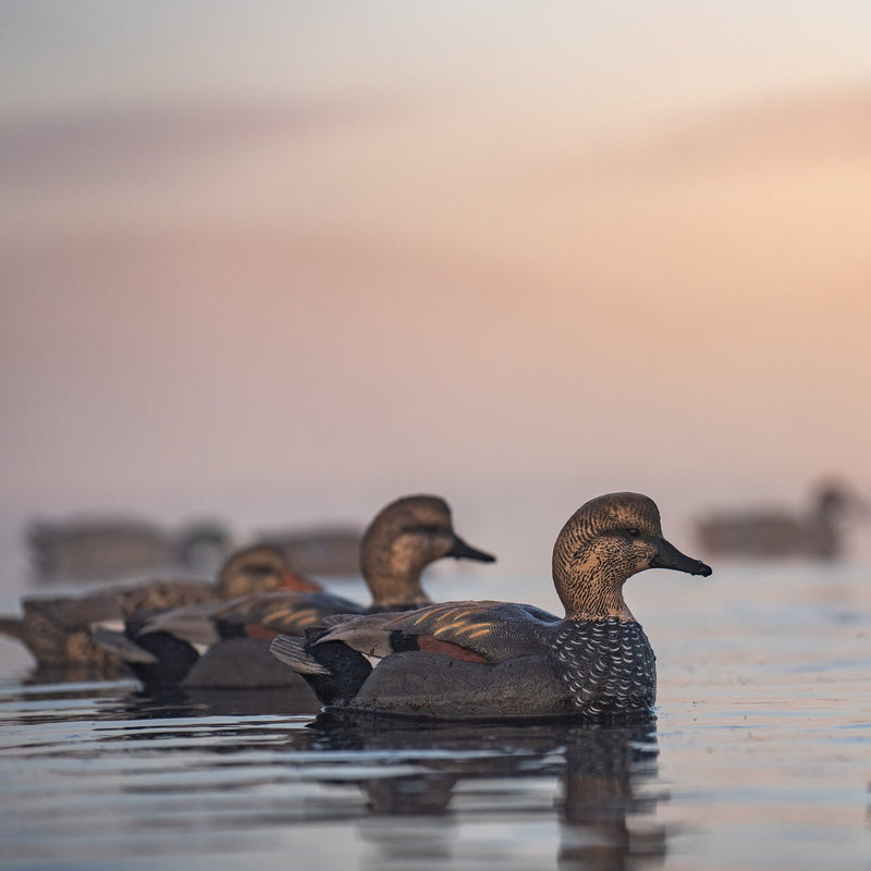 Gadwall Floaters 6 pack