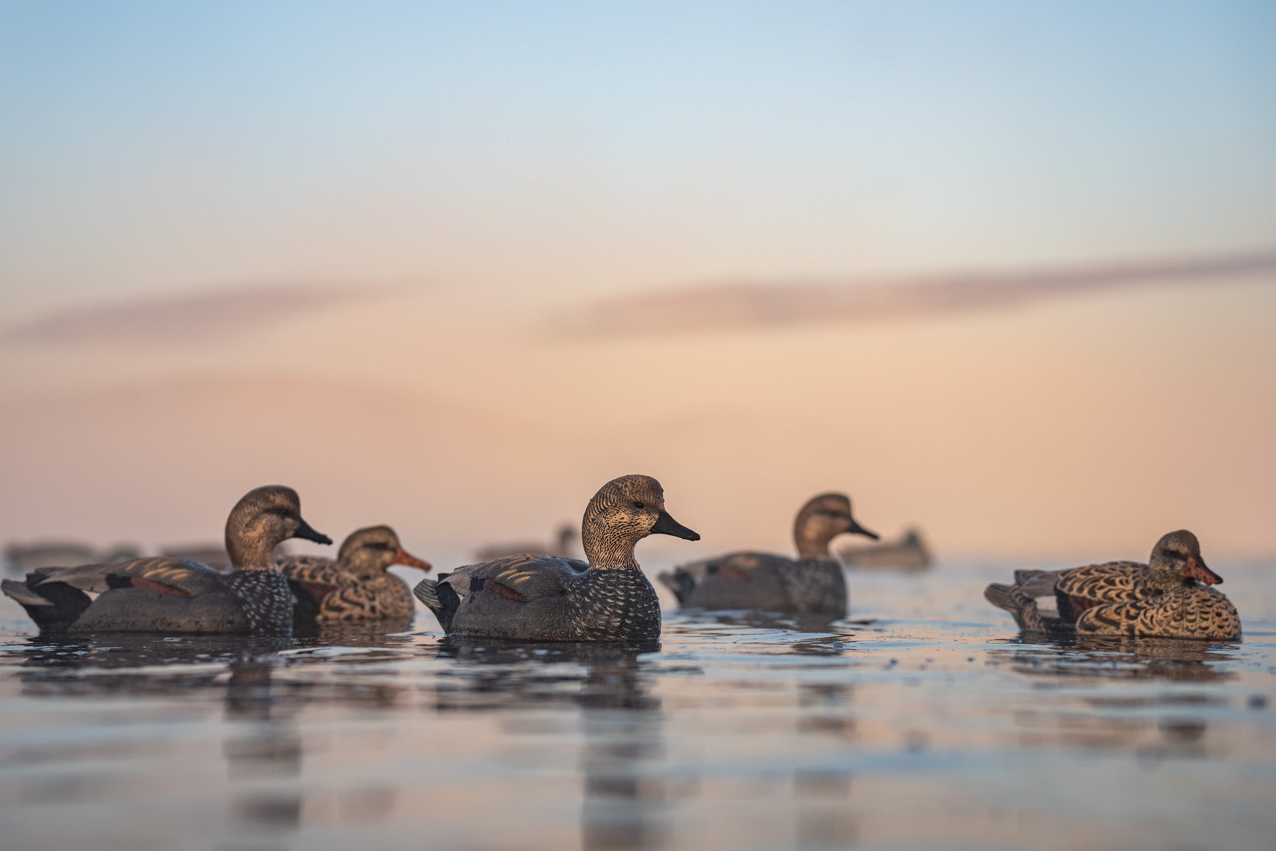 Gadwall Floaters 6 pack