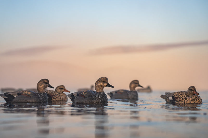 Gadwall Floaters 6 pack