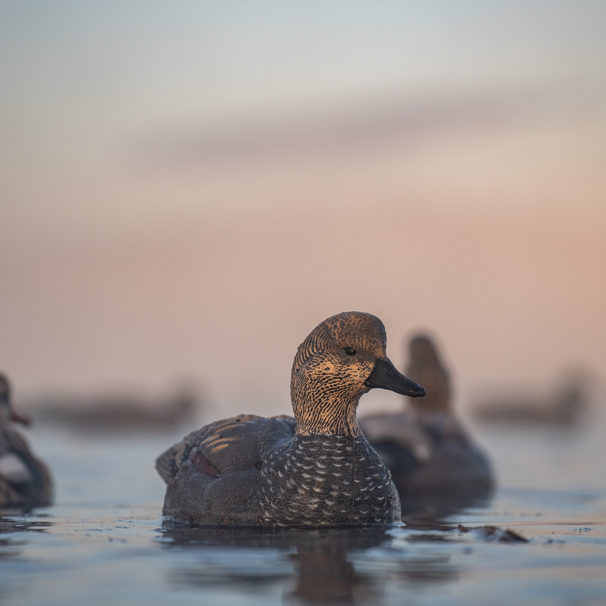 Gadwall Floaters 6 pack