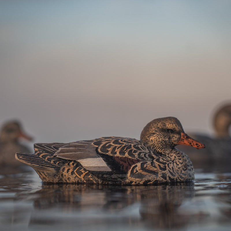 Gadwall Floaters 6 pack