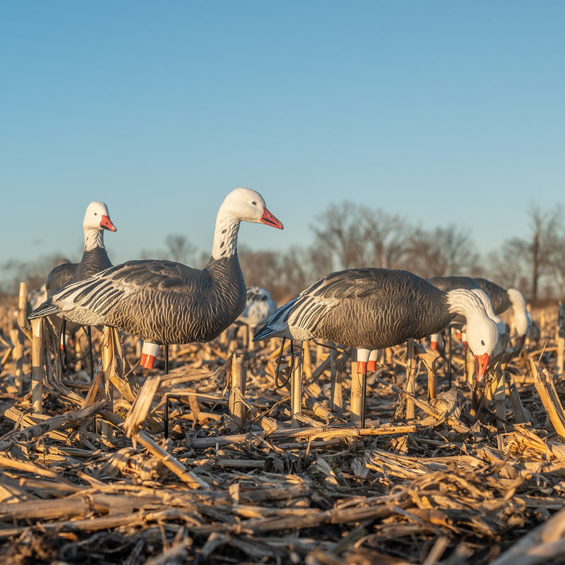Blue Goose Full Bodies