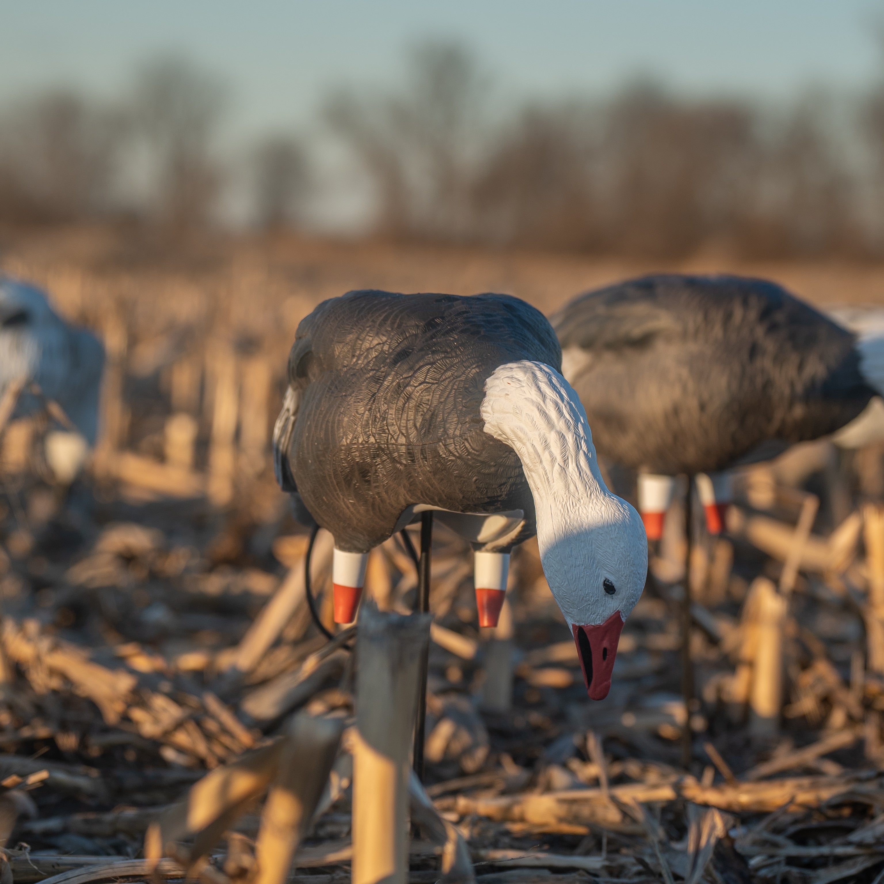 Blue Goose Full Bodies