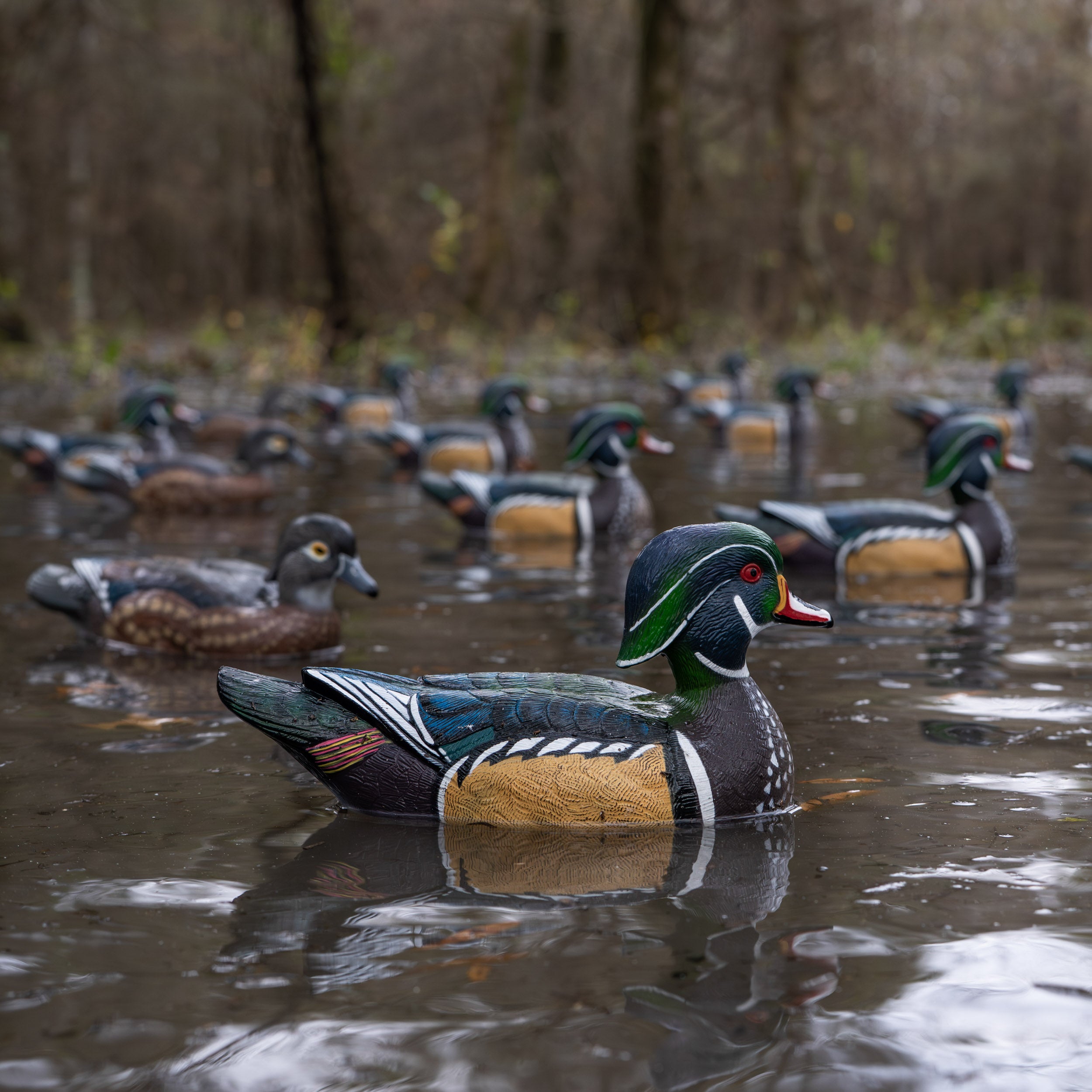 Wood Duck Floaters Floaters
