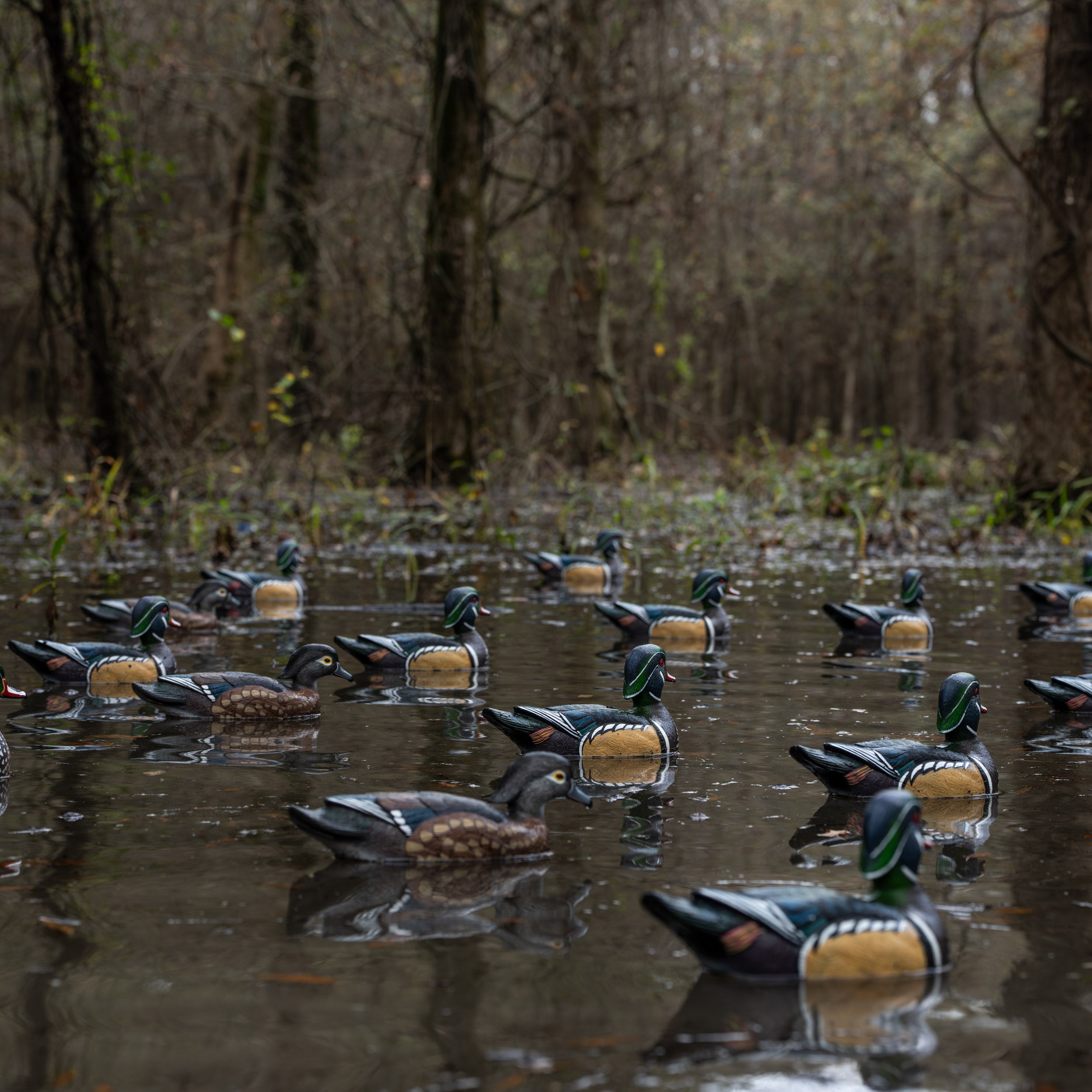 Wood Duck Floaters Floaters