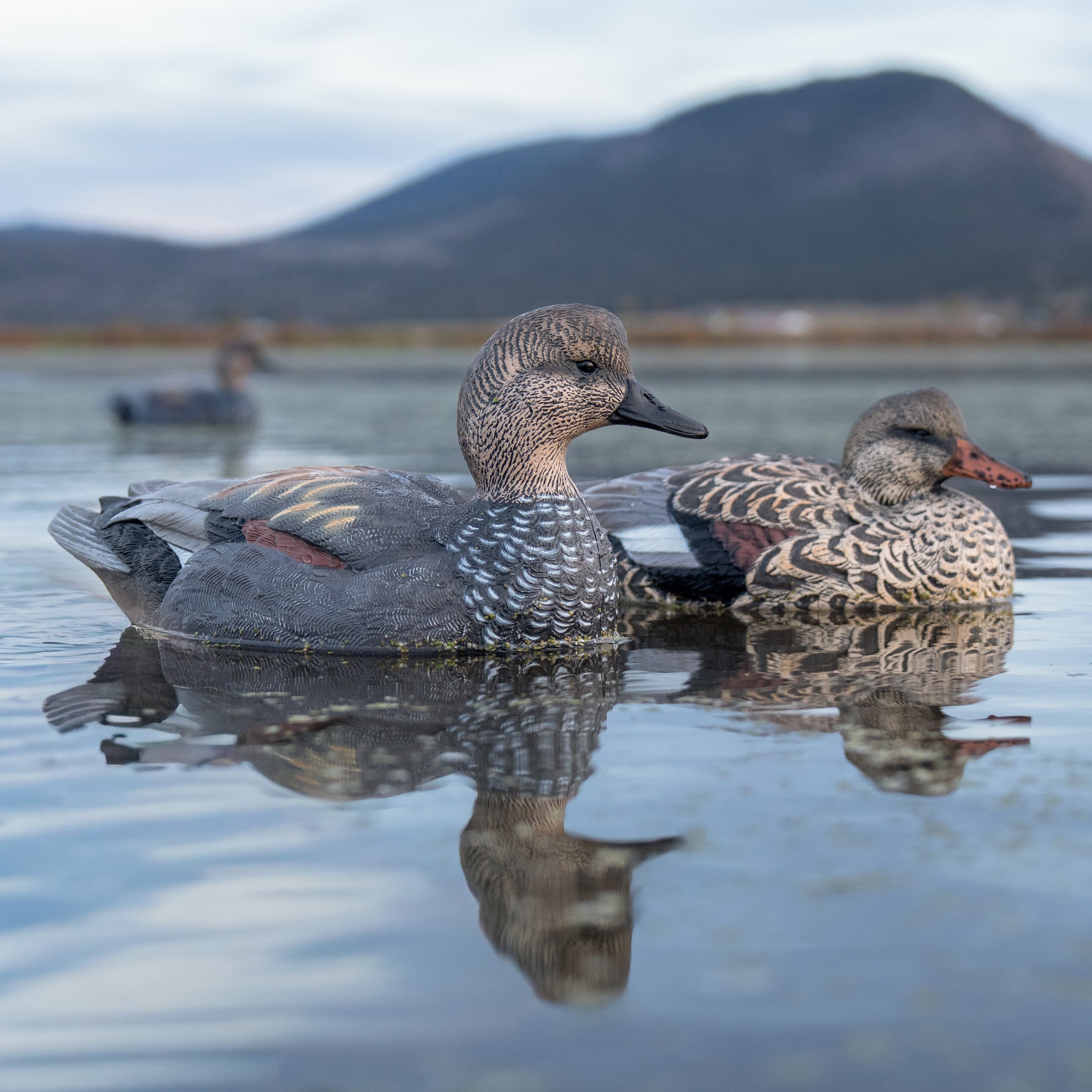 Gadwall Floaters