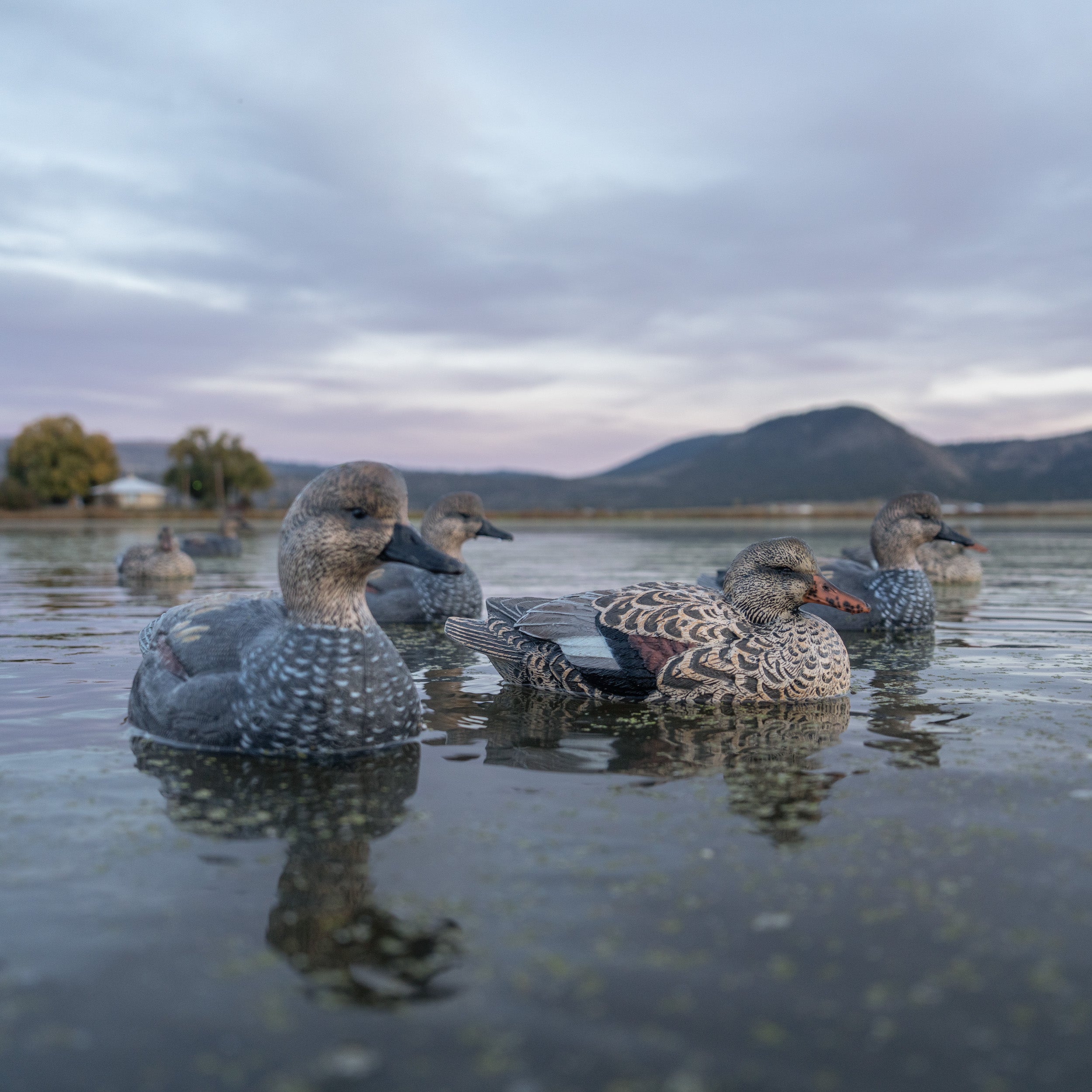 Gadwall Floaters