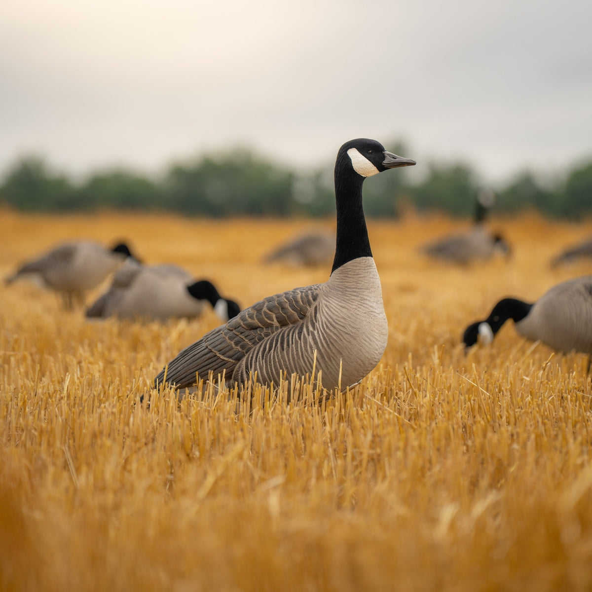 Goose Decoys - Full Body, Shell, and Silhouette | Dive Bomb Industries