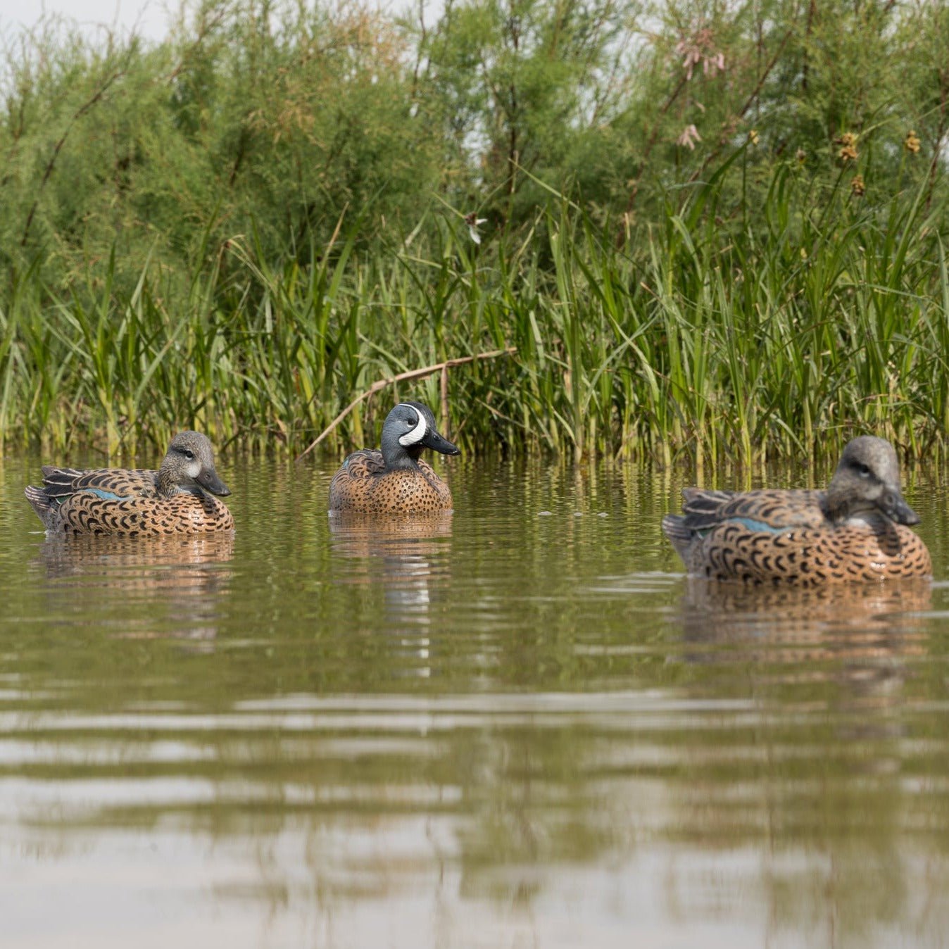 Blue-winged Teal Floaters Floaters