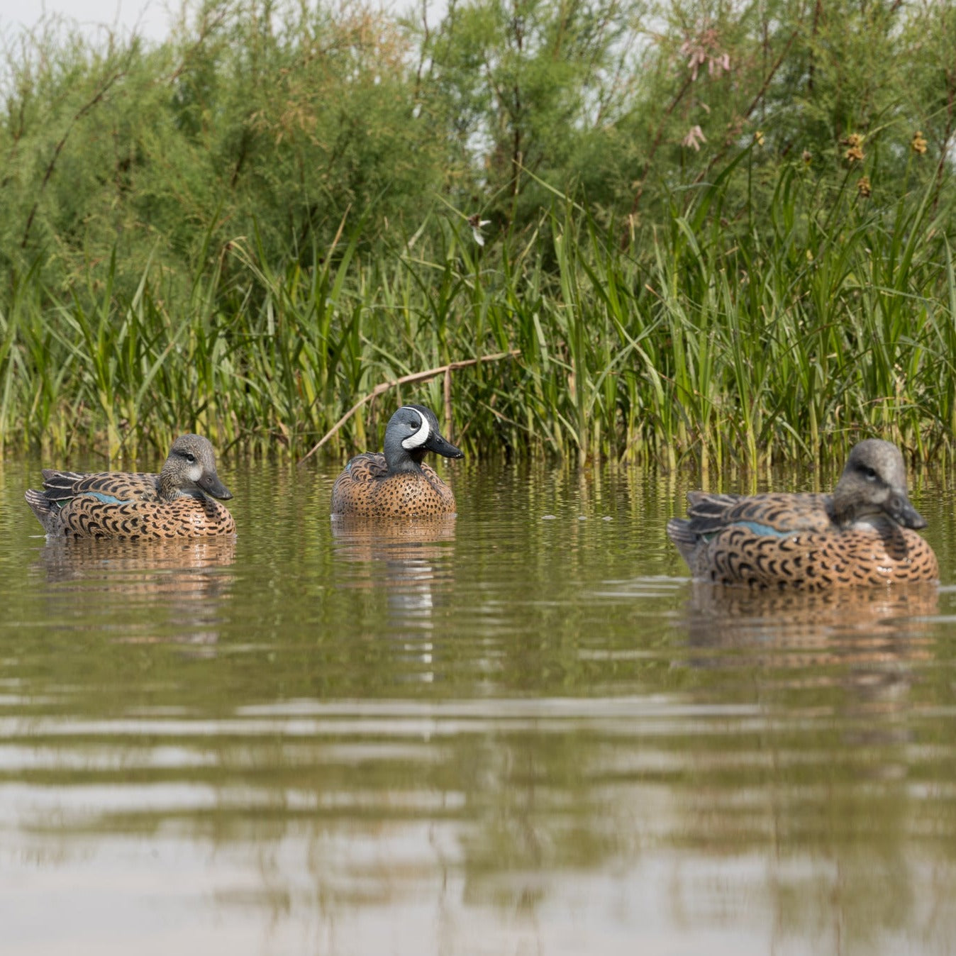 F1 Blue-winged Teal Floaters