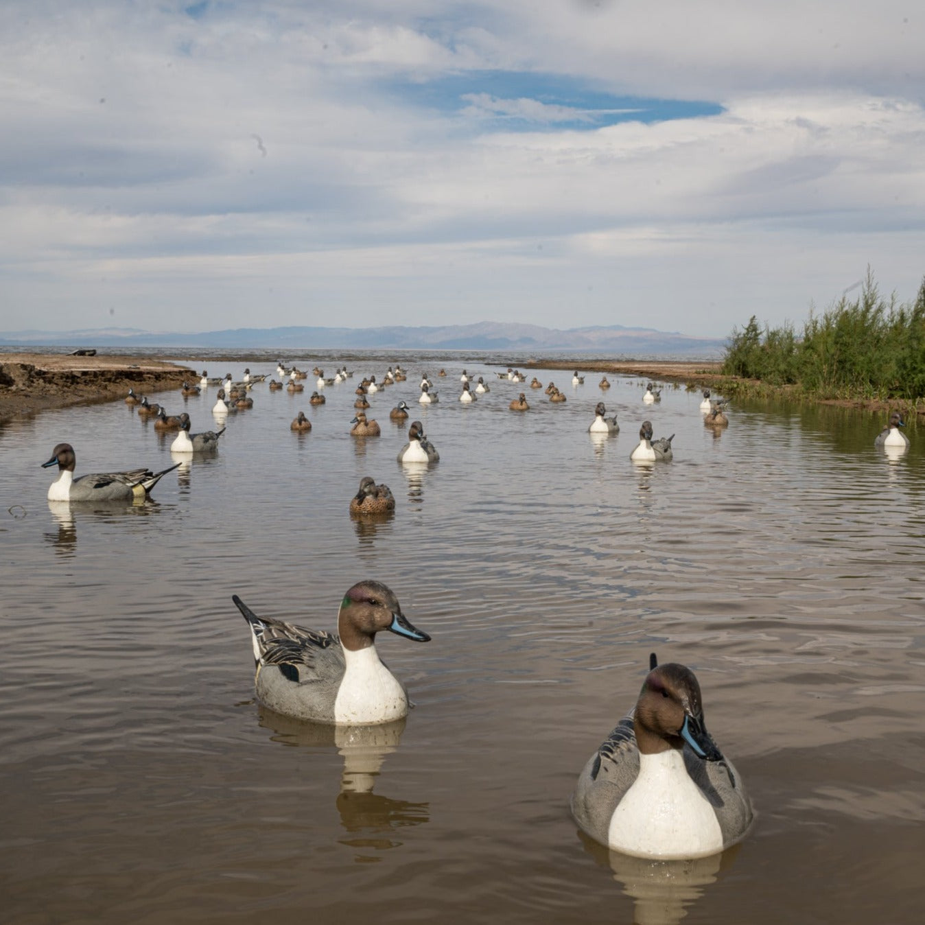 F1 Pintail Floaters