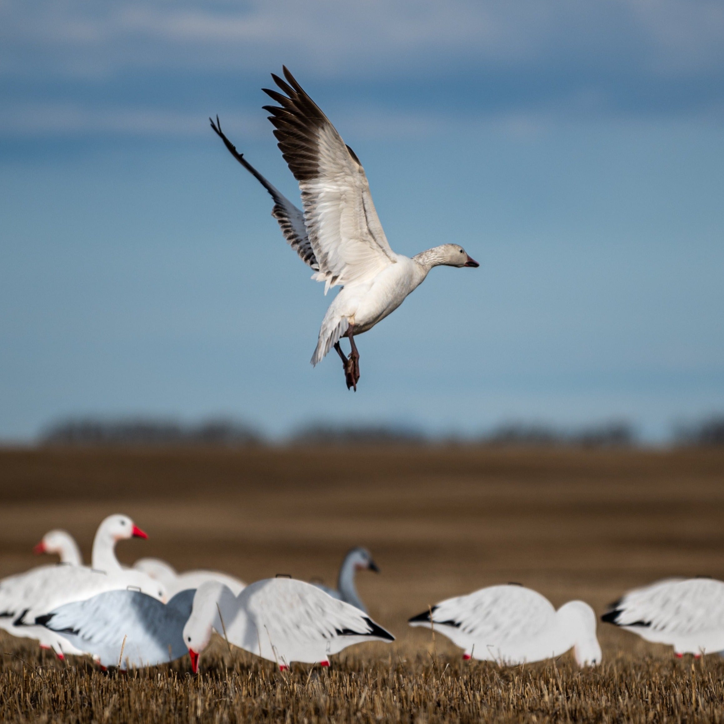 Snow Goose Giant Canada Goose Migration V2 Snow Goose Silhouette