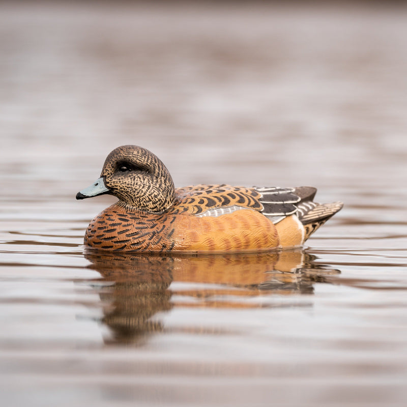 Wigeon Floaters Floaters