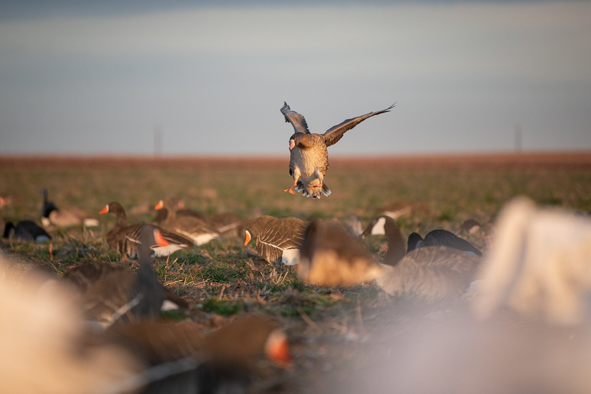 Specklebelly Goose Silhouettes 1 dz