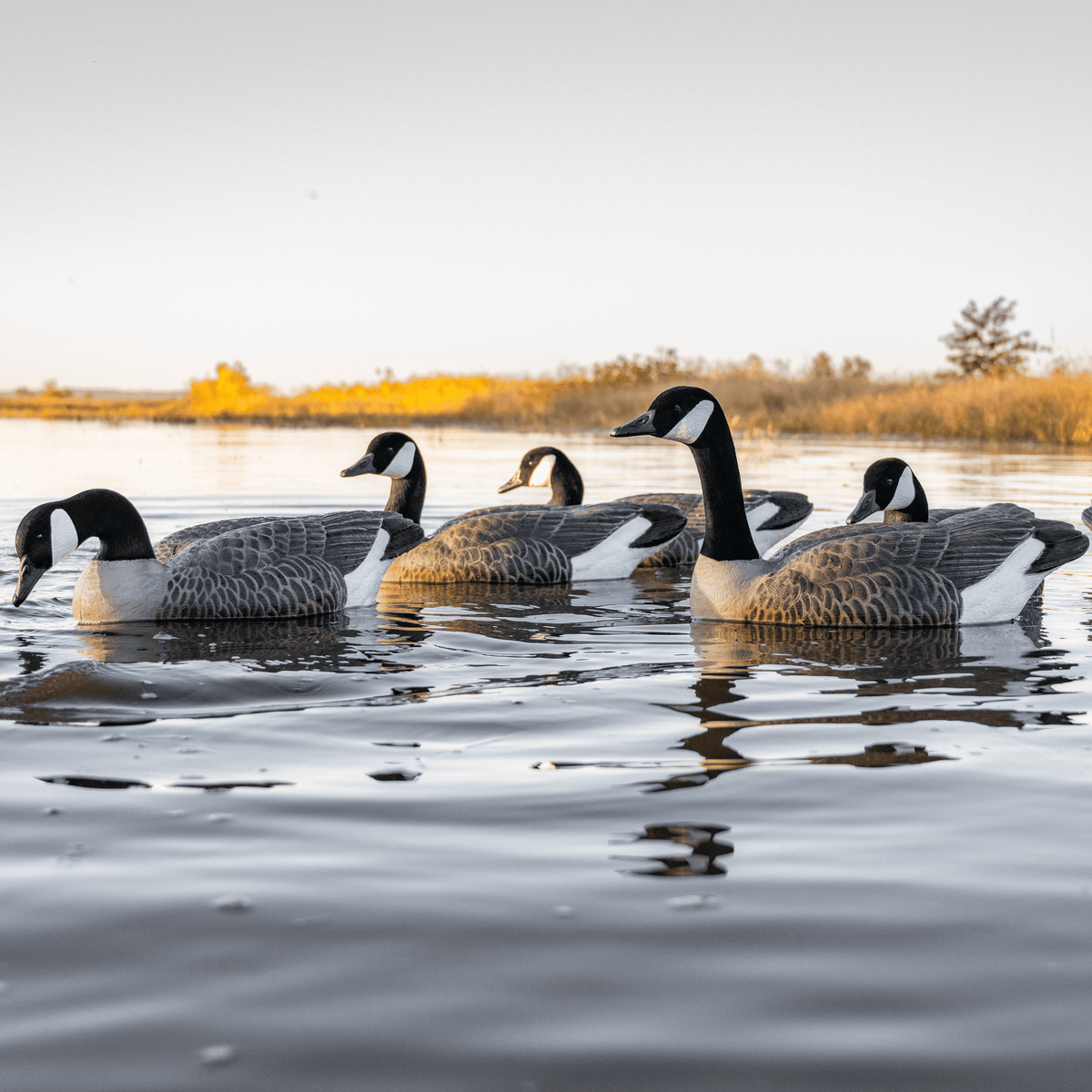 Goose Floaters | Realistic & Durable Decoys – Dive Bomb Industries