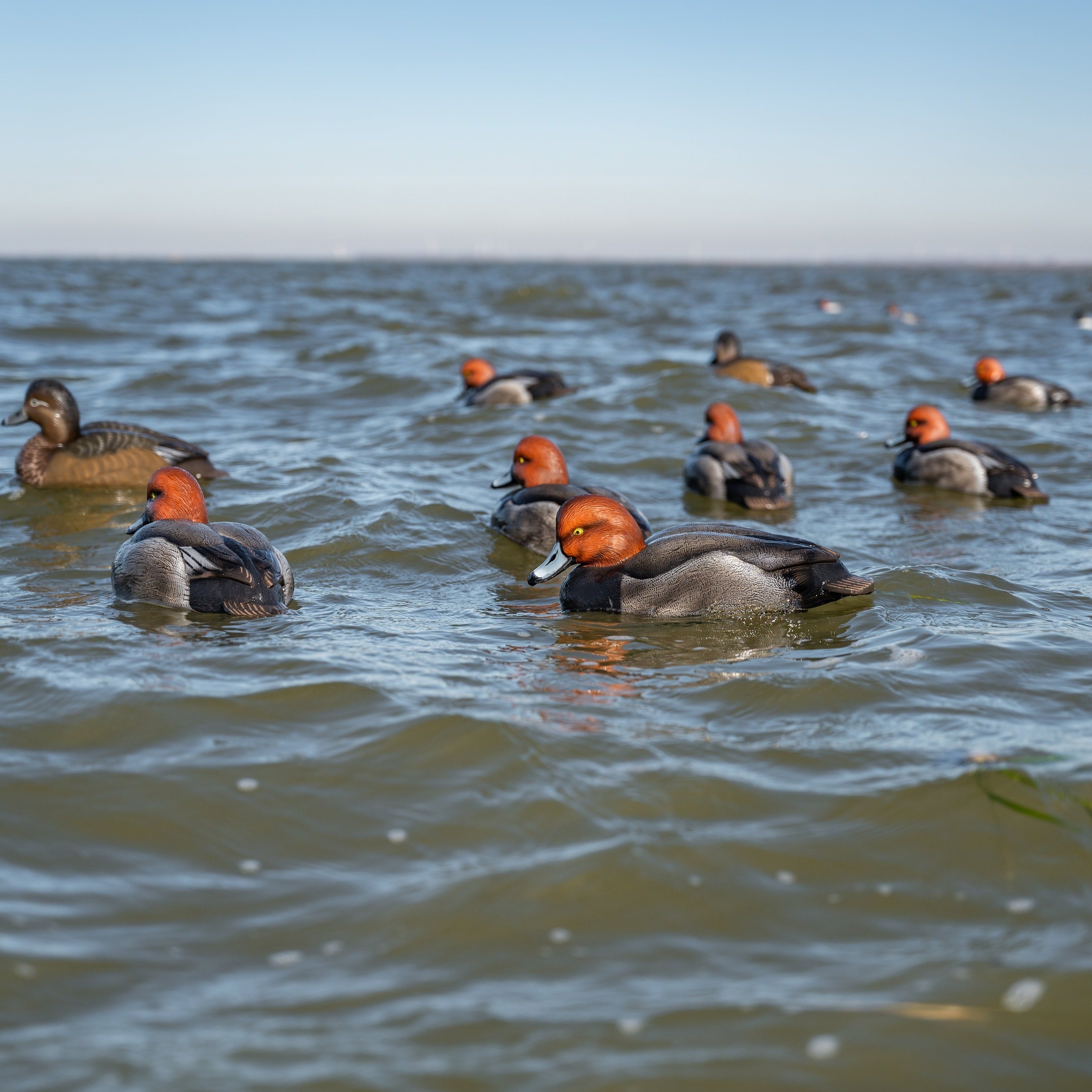 Redhead Floaters | Lifelike & High-Visibility Duck Decoys – Dive Bomb ...