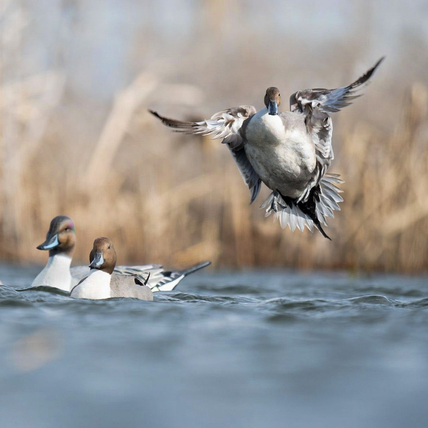 F1 Pintail Floaters