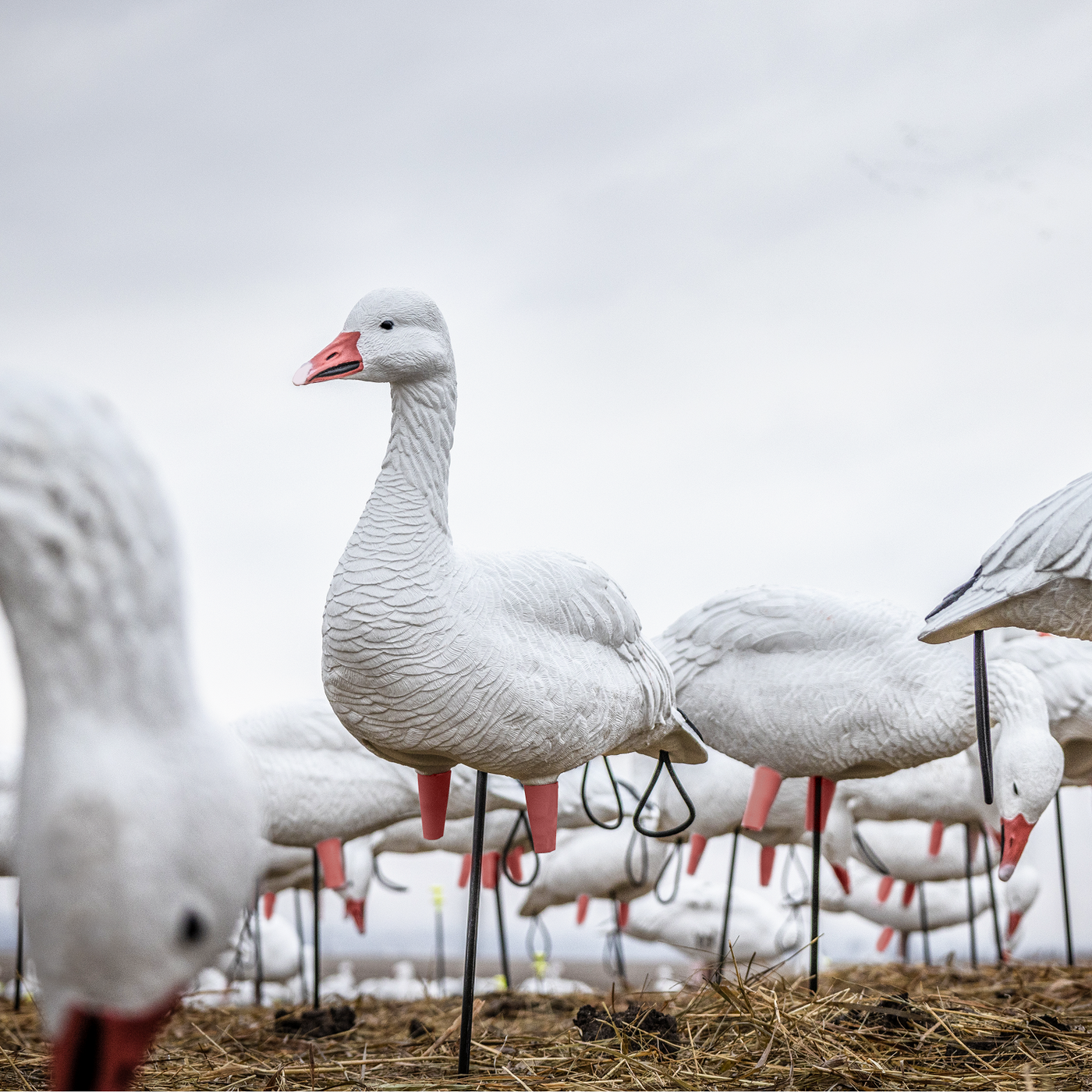 FB Snow Goose Full Bodies