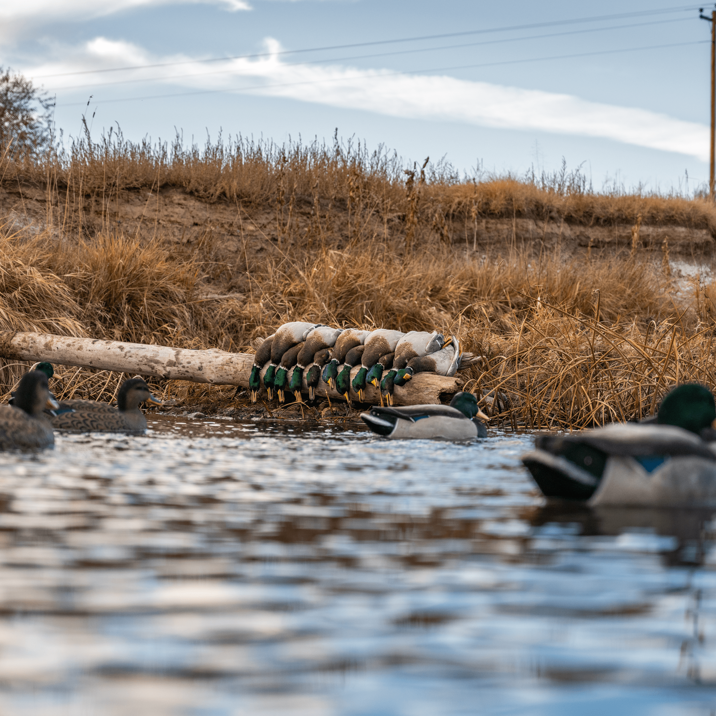 Fully Flocked Mallard Floaters Floaters