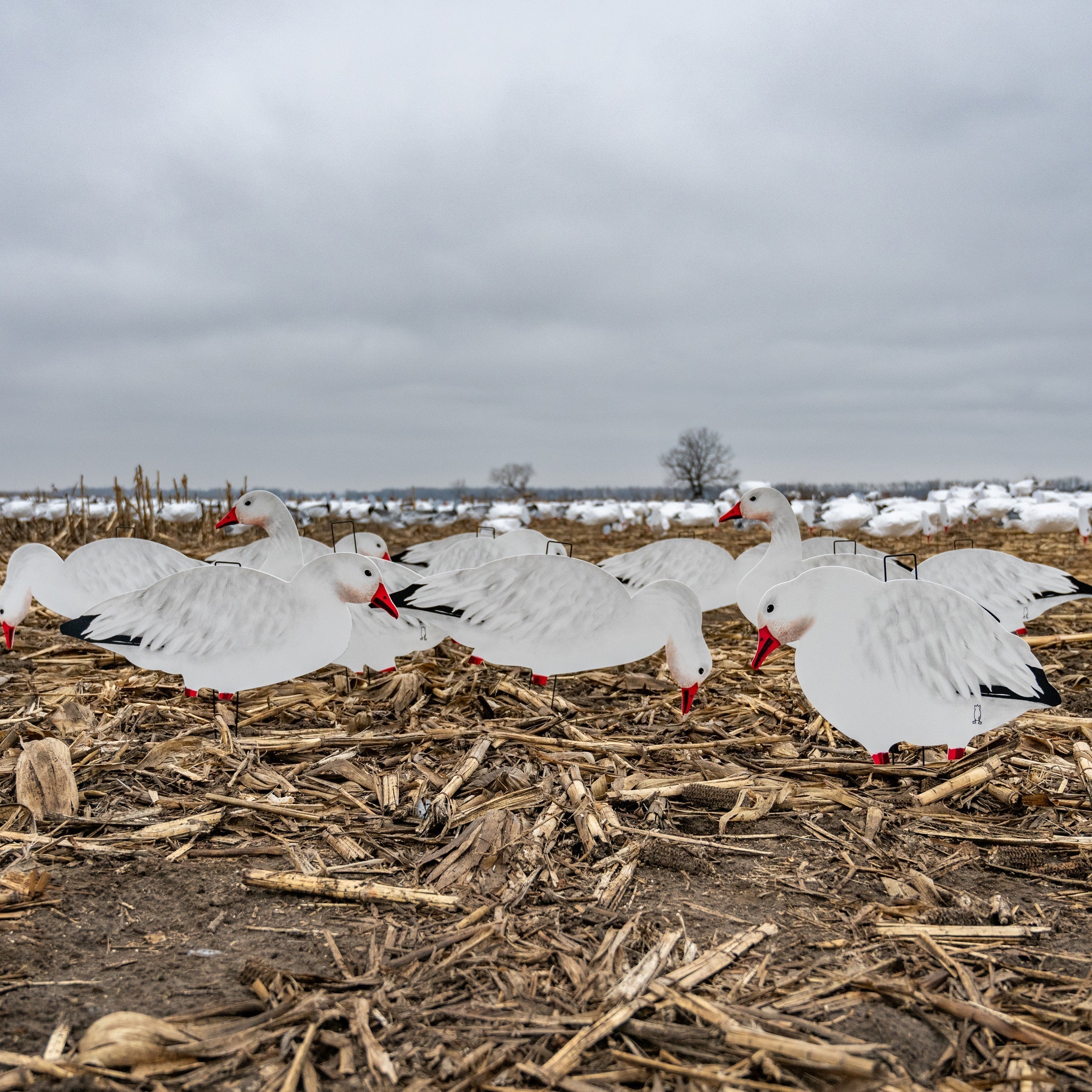 Fully Flocked Snow Goose Silhouettes 1 dz