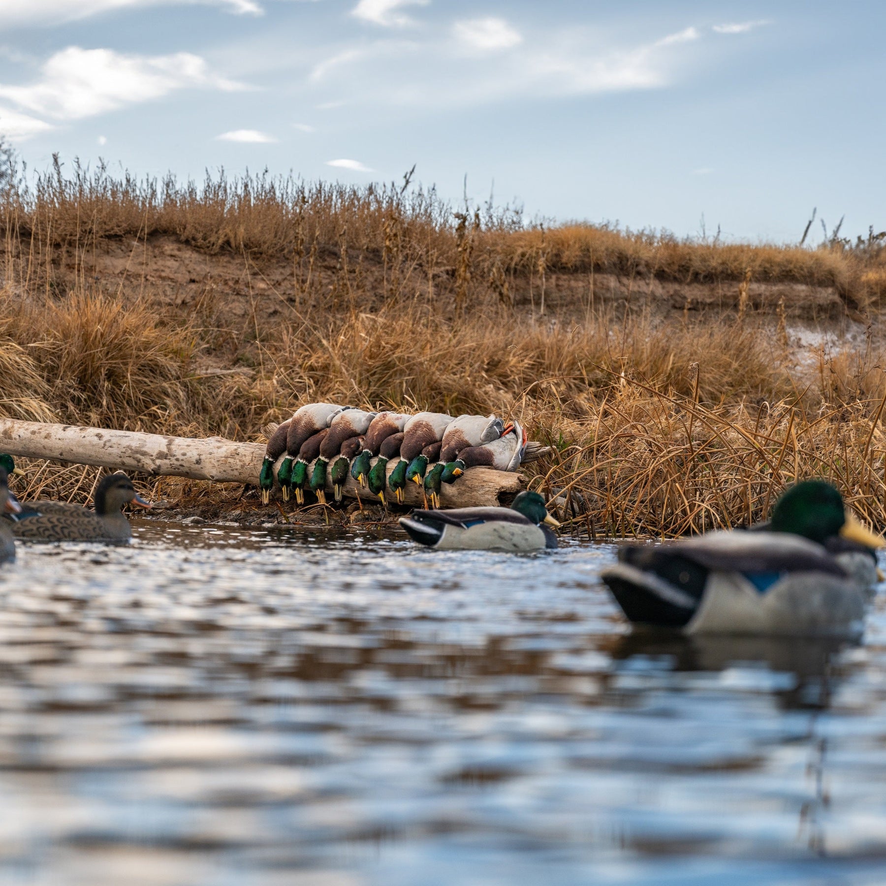 F1FF Mallard Floaters - Duck Decoys | Dive Bomb Industries