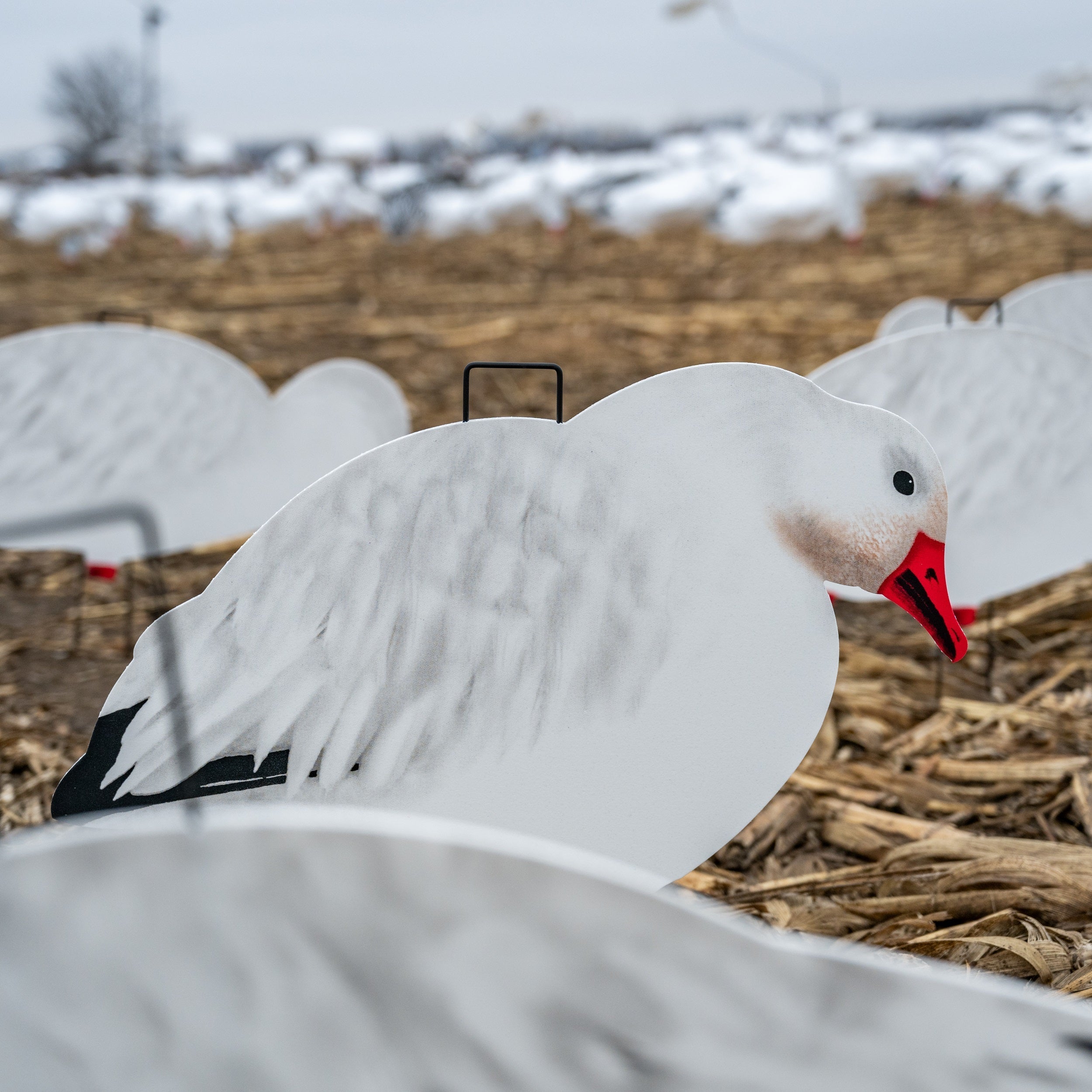 Fully Flocked Snow Goose Silhouettes 1 dz