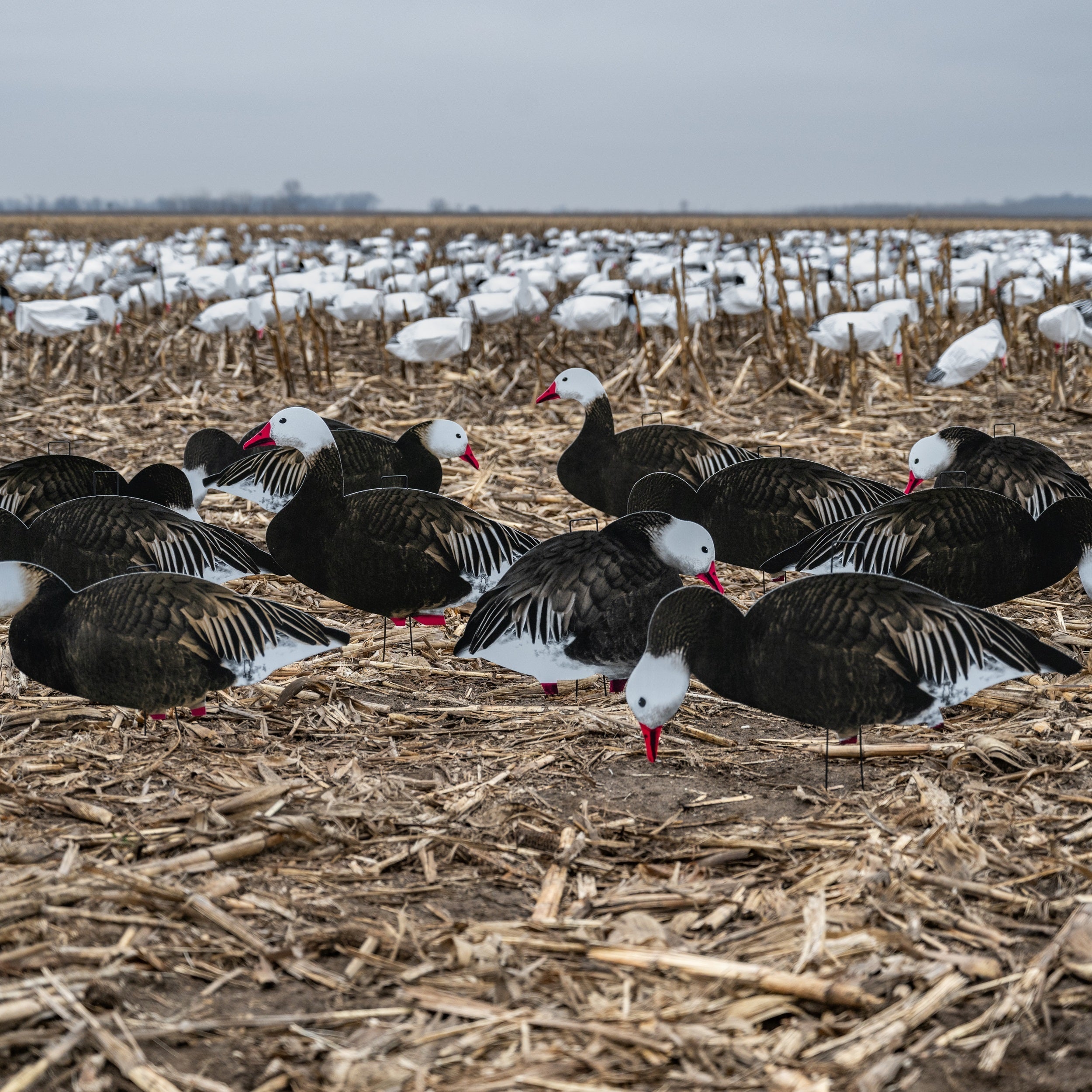 The Science Behind Dive Bomb’s Realistic Decoy Designs The Science Behind Dive Bomb’s Realistic Decoy Designs