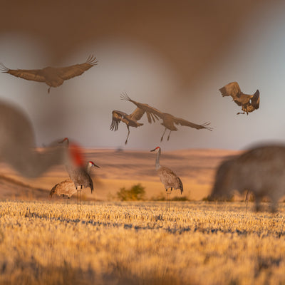 C2 Sandhill Crane Silhouettes