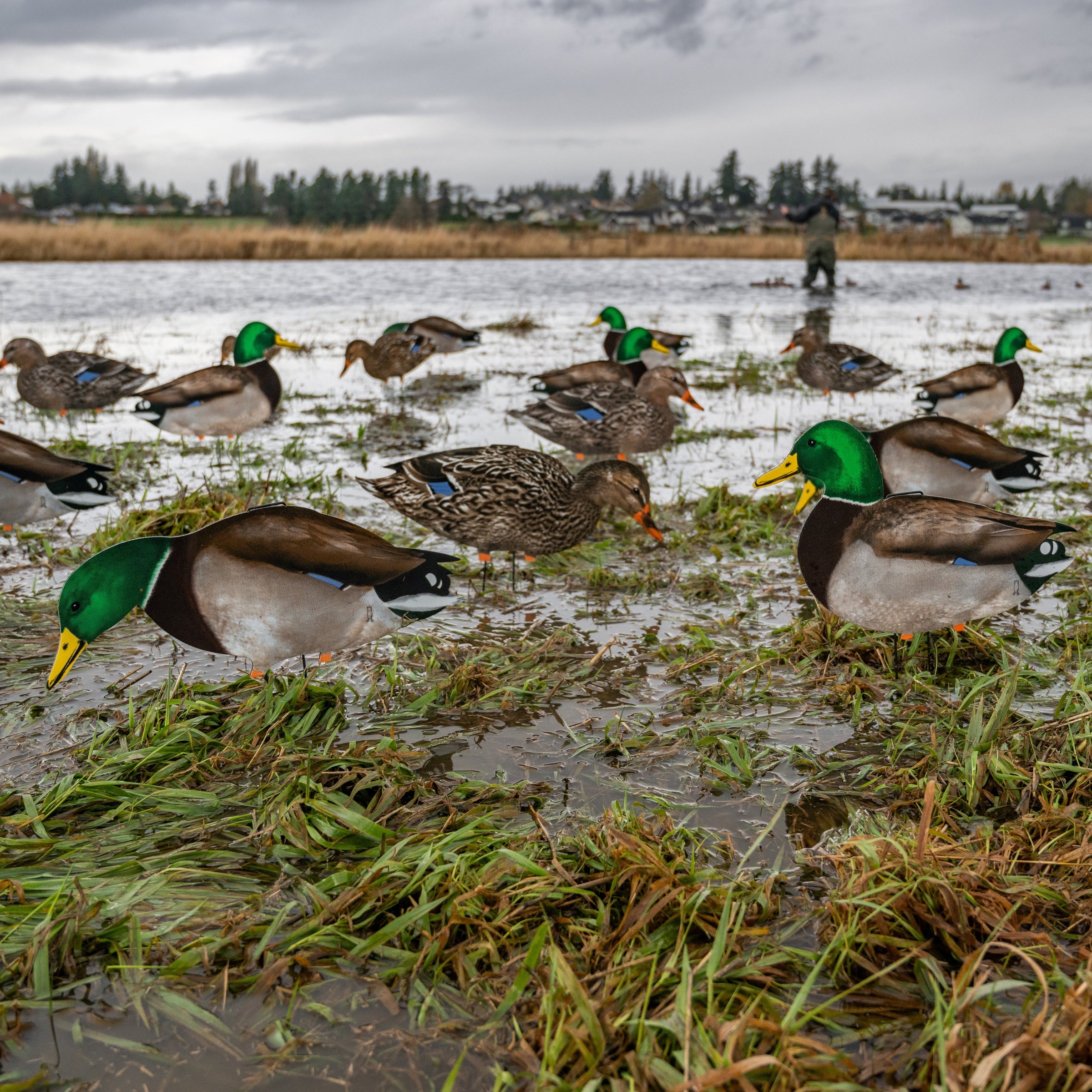 Dove Hunting in Iowa: Shot Placement and Patterns – Dive Bomb Industries