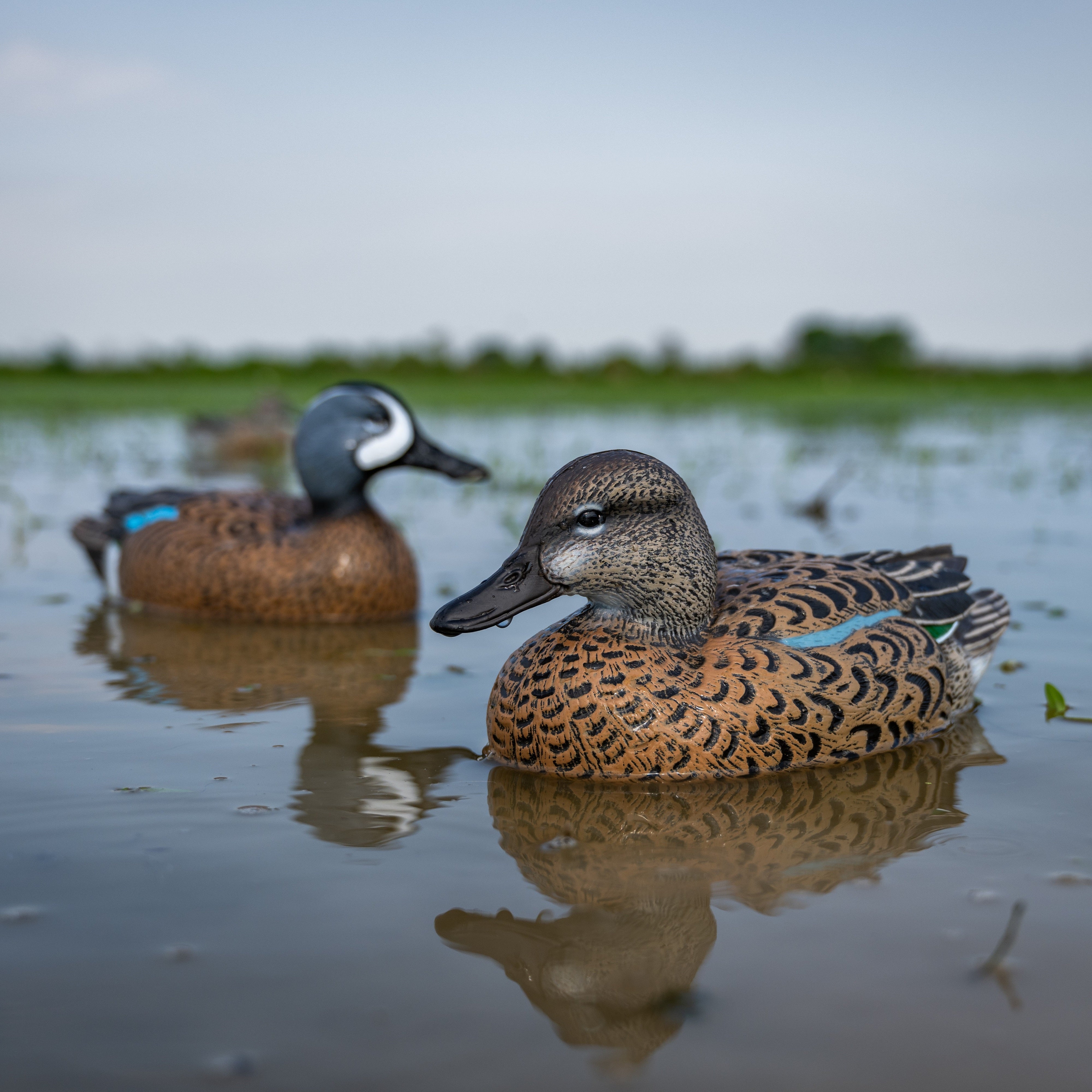 Blue-winged Teal Floaters Floaters
