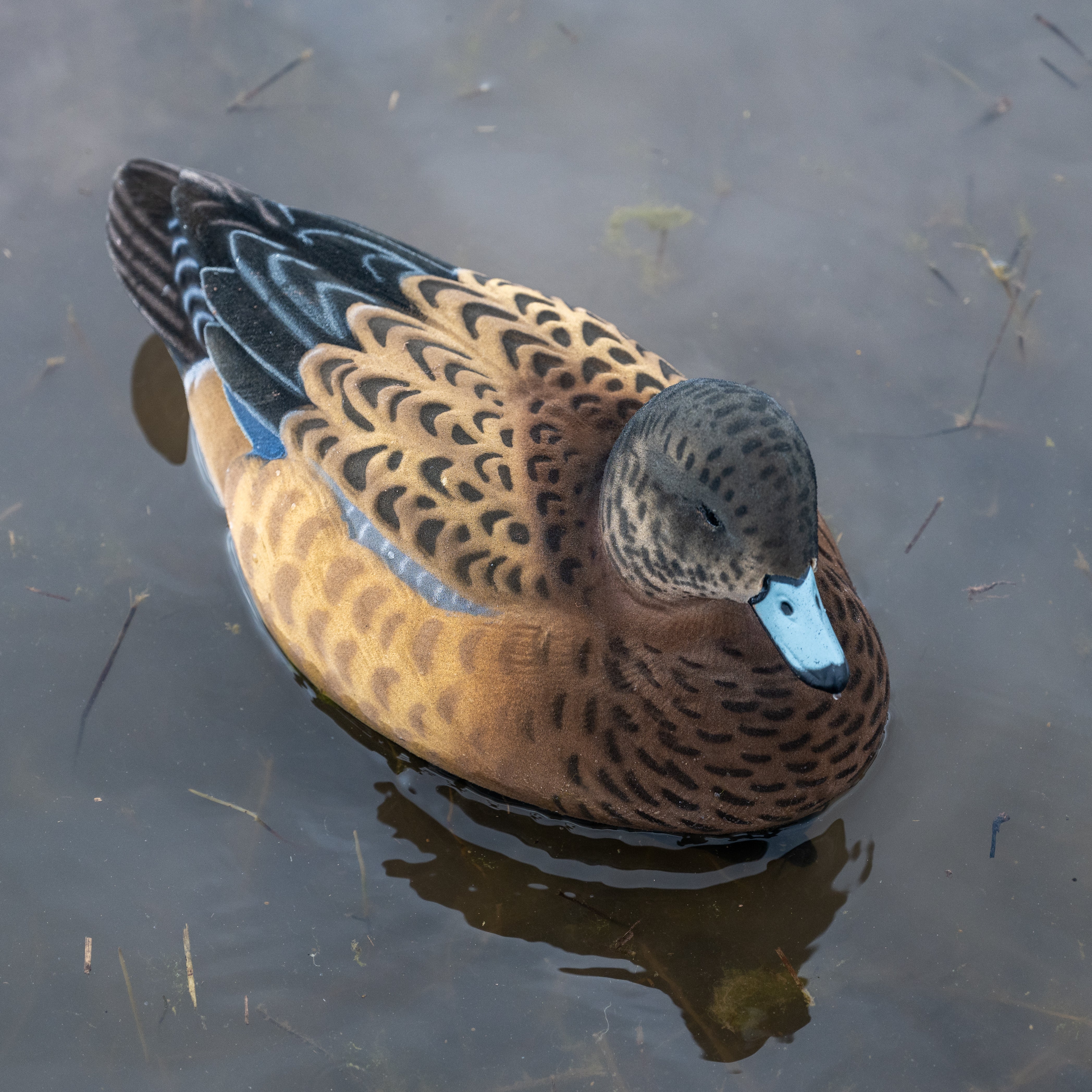 Fully Flocked Wigeon Floaters Floaters