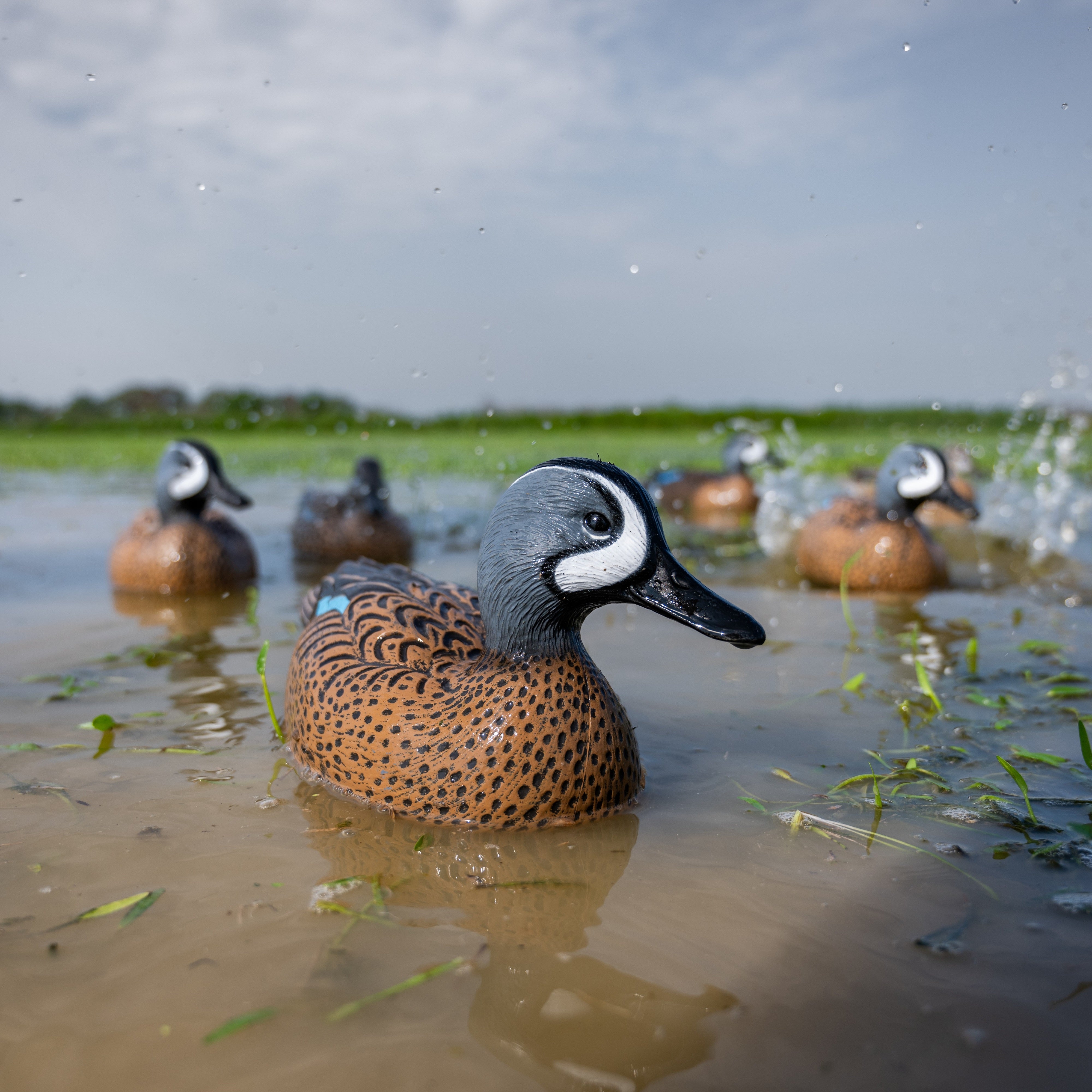Blue-winged Teal Floaters Floaters