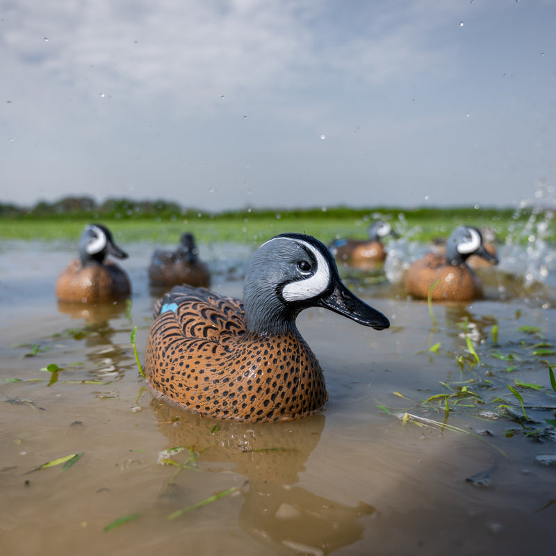 Blue-winged Teal Floaters Floaters