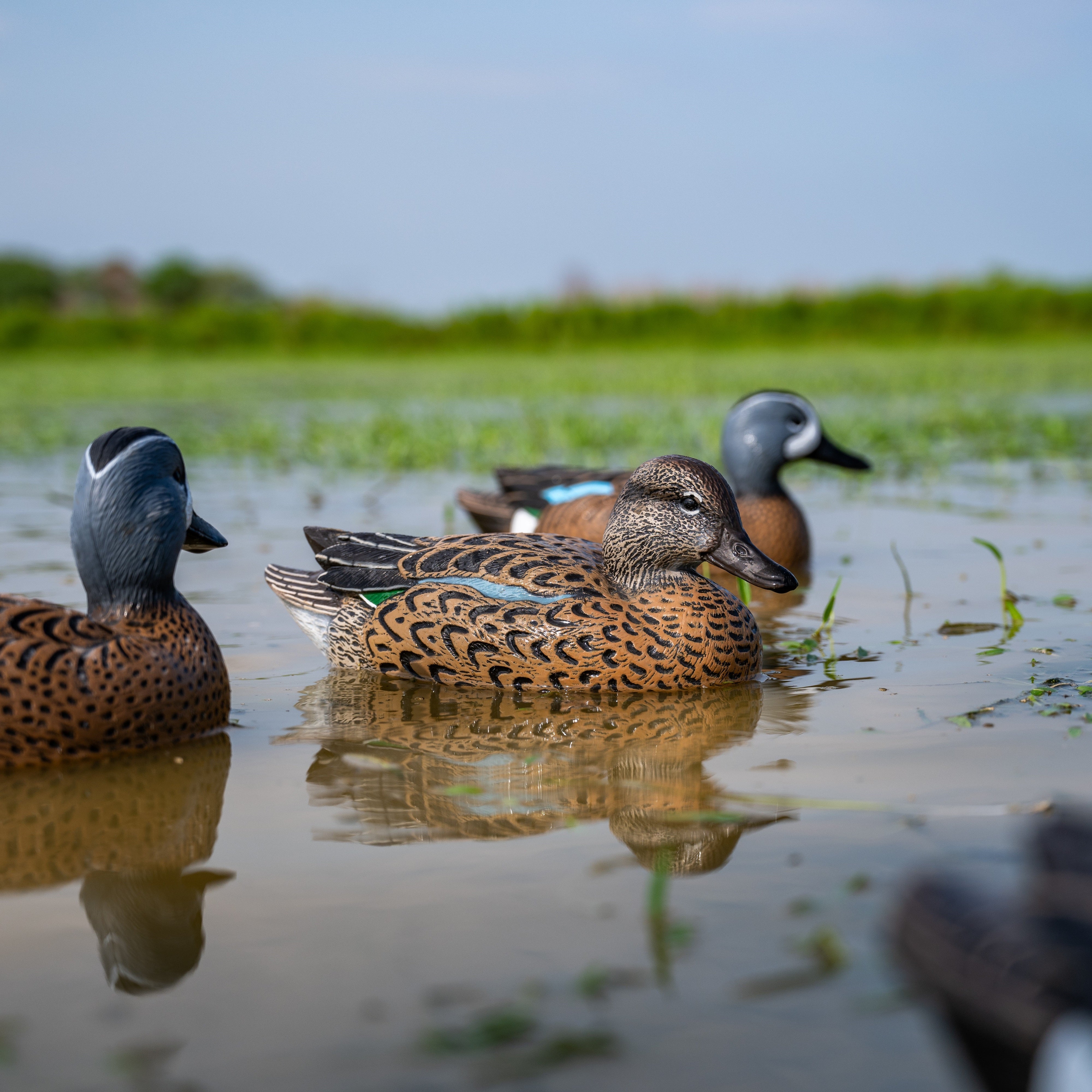 Blue-winged Teal Floaters