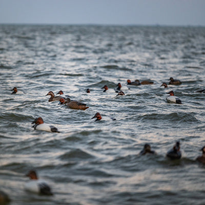 F1 Canvasback Floaters